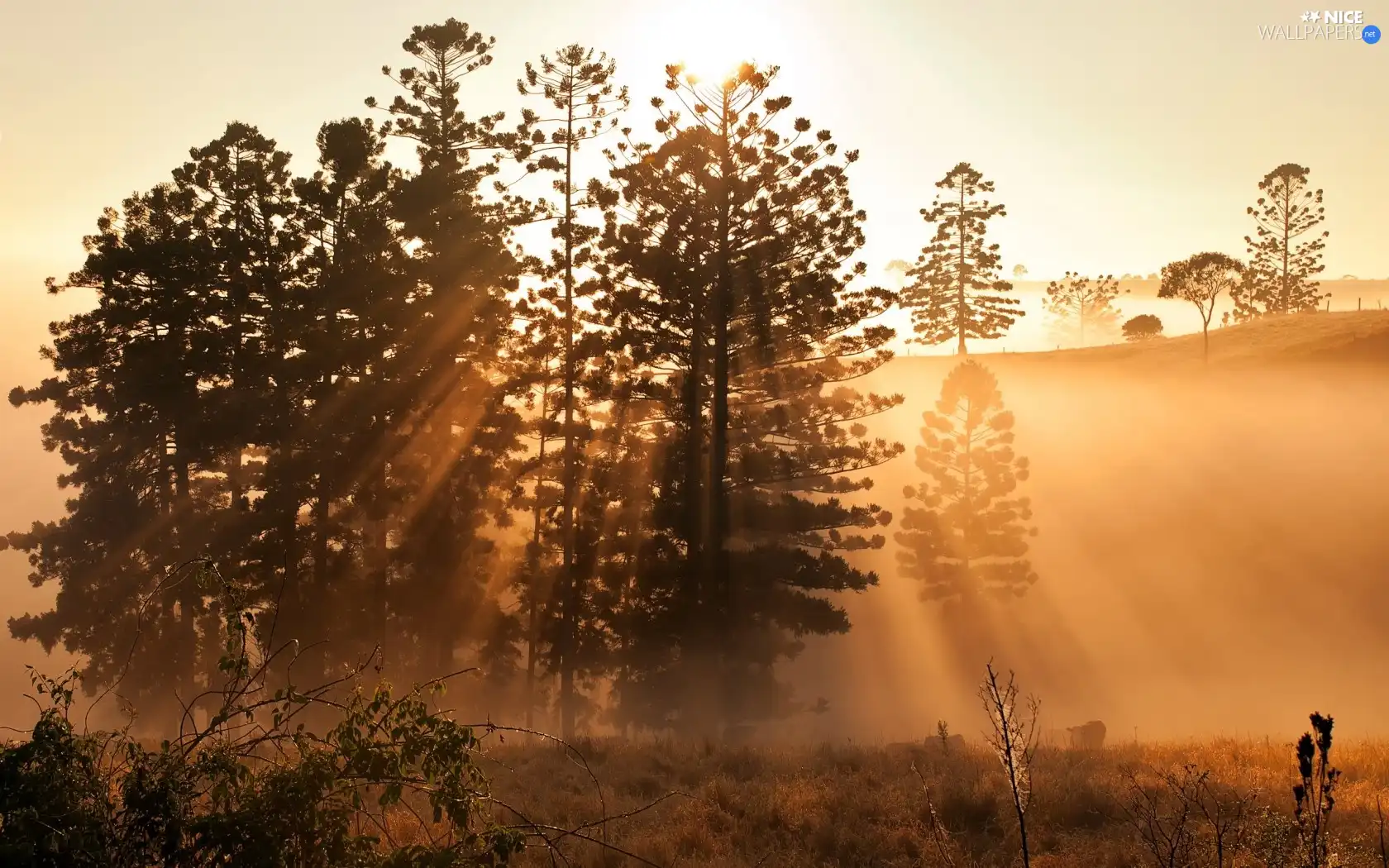 Great Sunsets, viewes, rays, trees