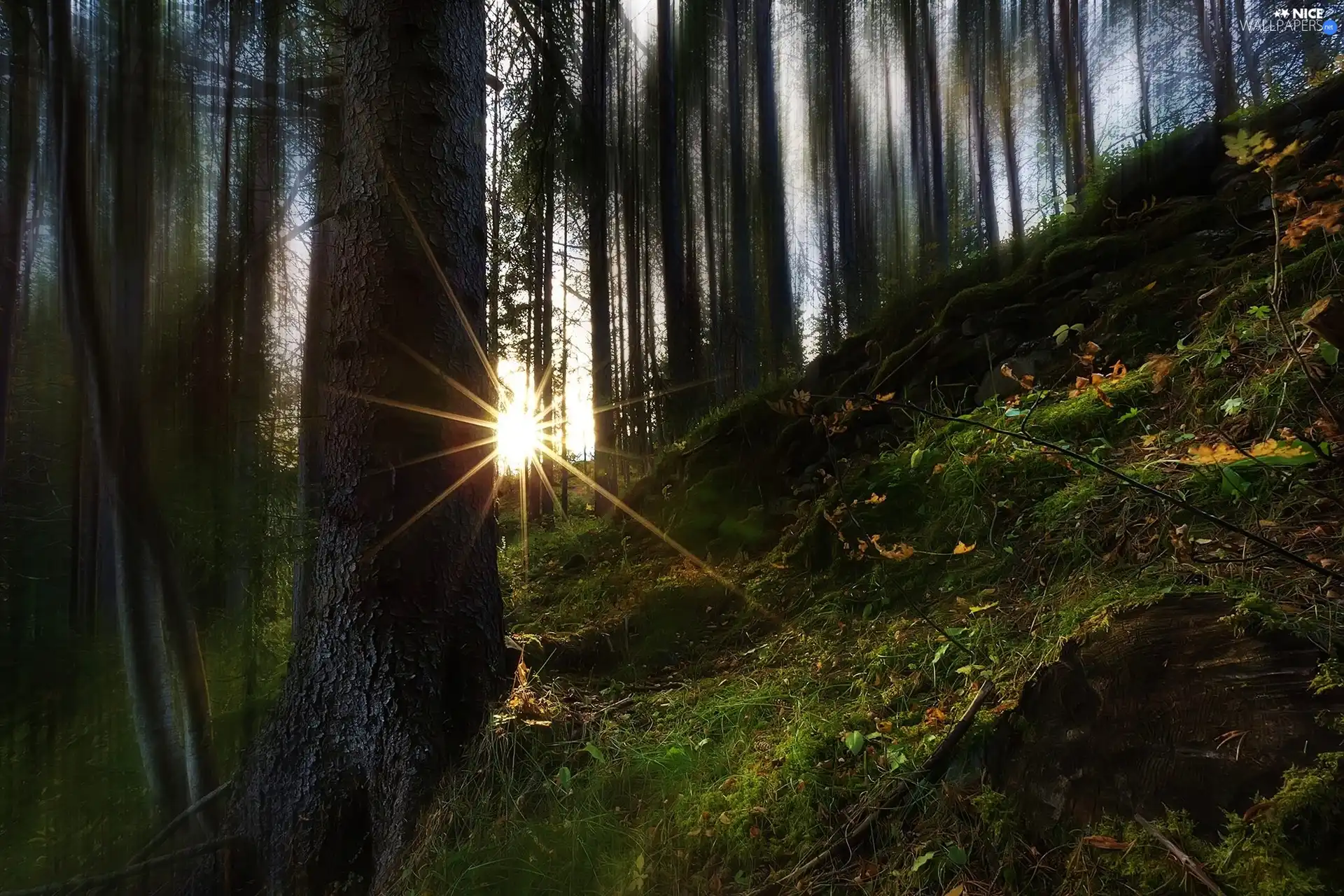 rays, Stems, trees