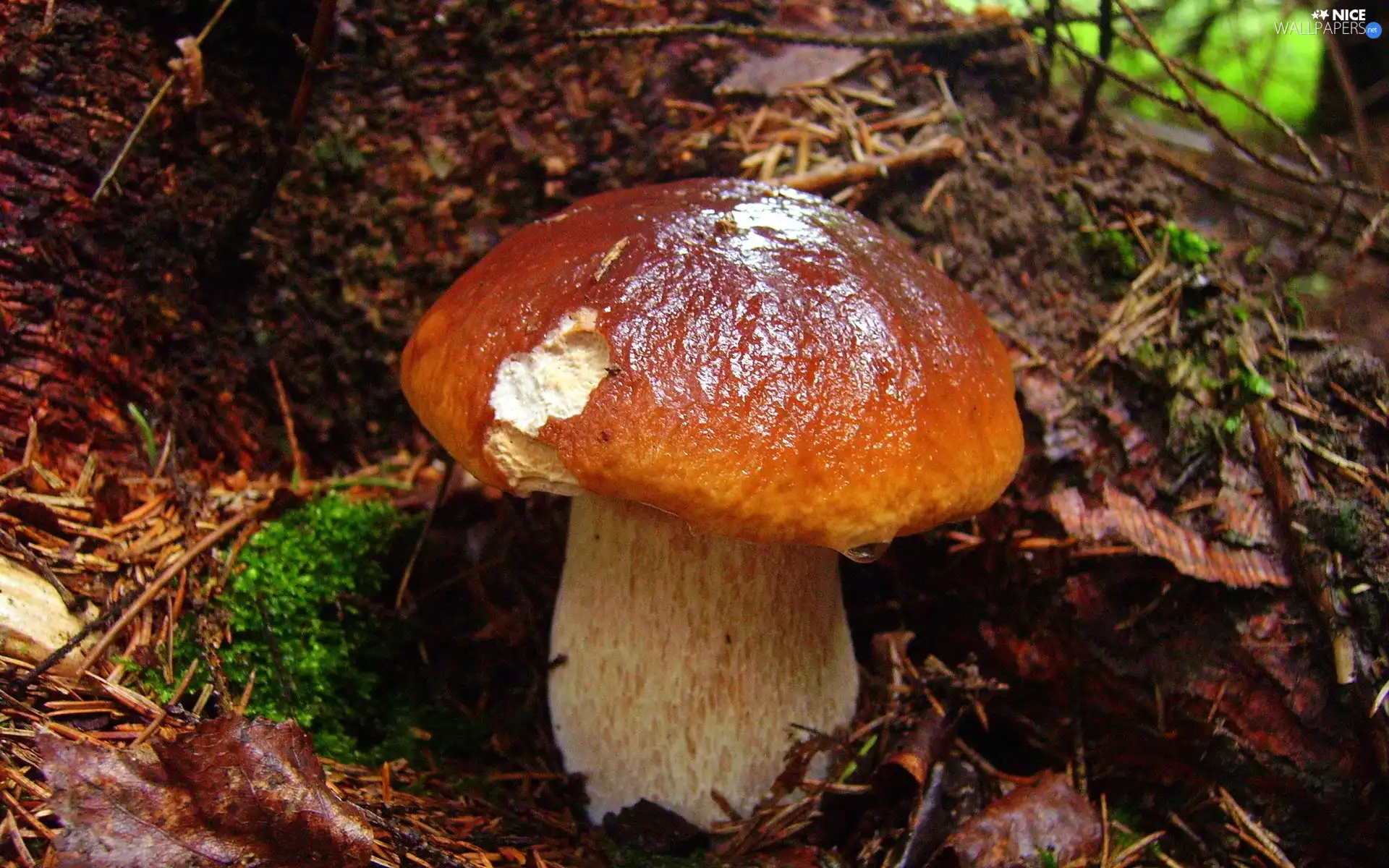 Real mushroom, boletus