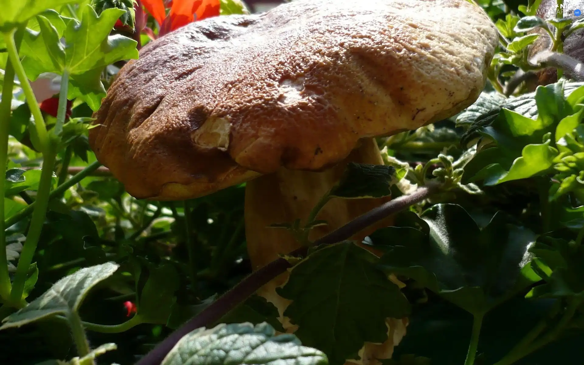 Leaf, Big, Real mushroom