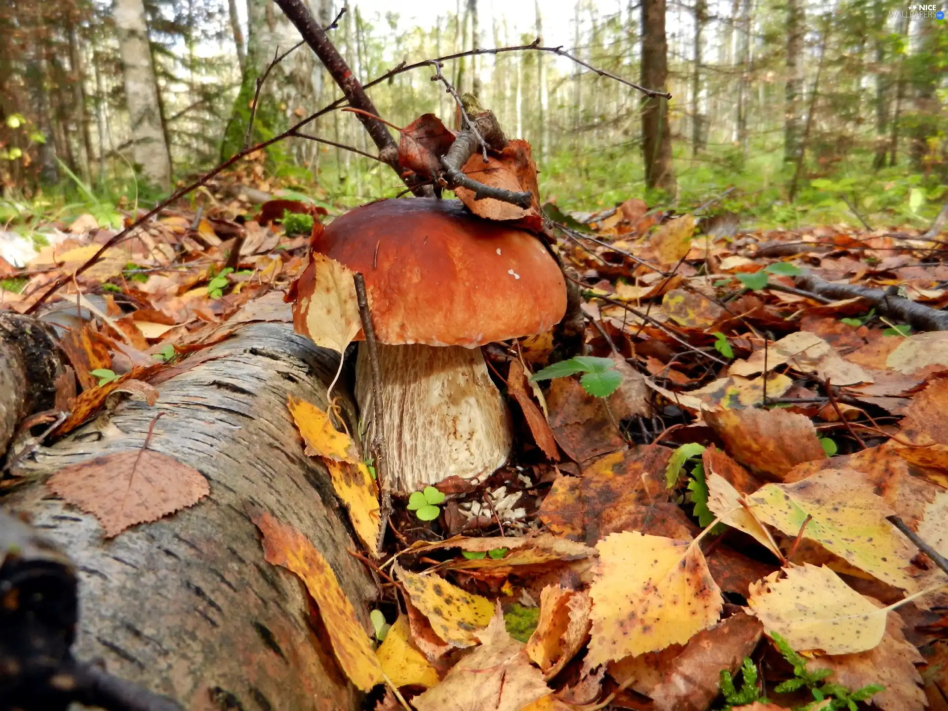 Leaf, forest, Real mushroom