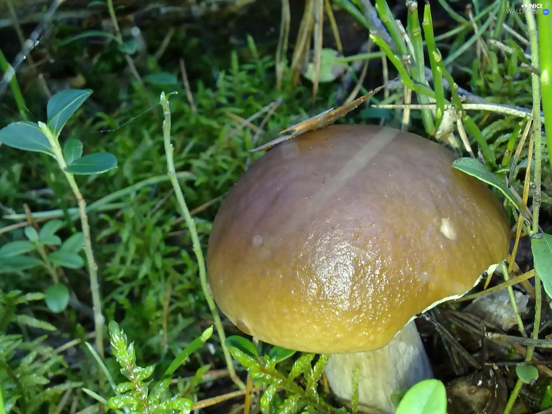 Plants, Mushrooms, Real mushroom