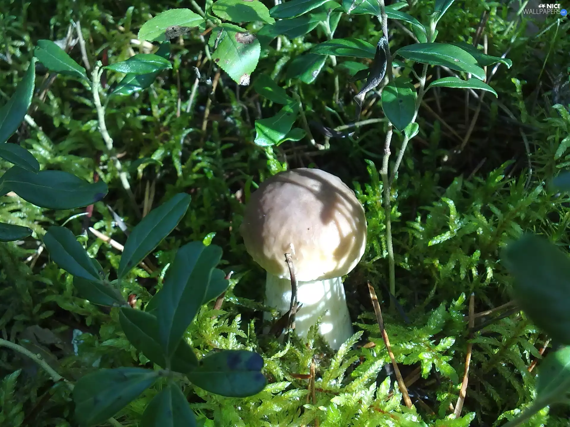 Real mushroom, Plants