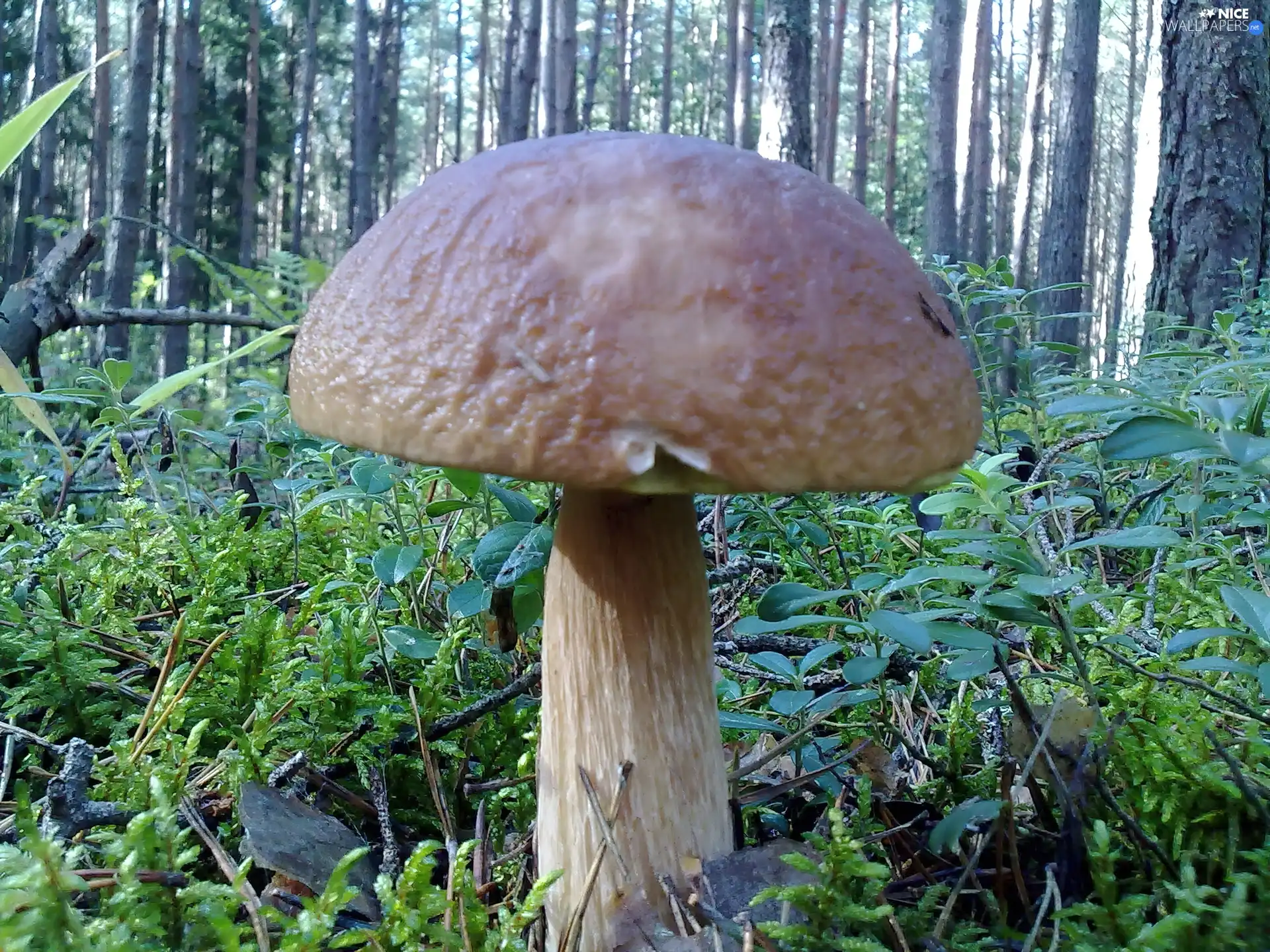 VEGETATION, forest, Real mushroom