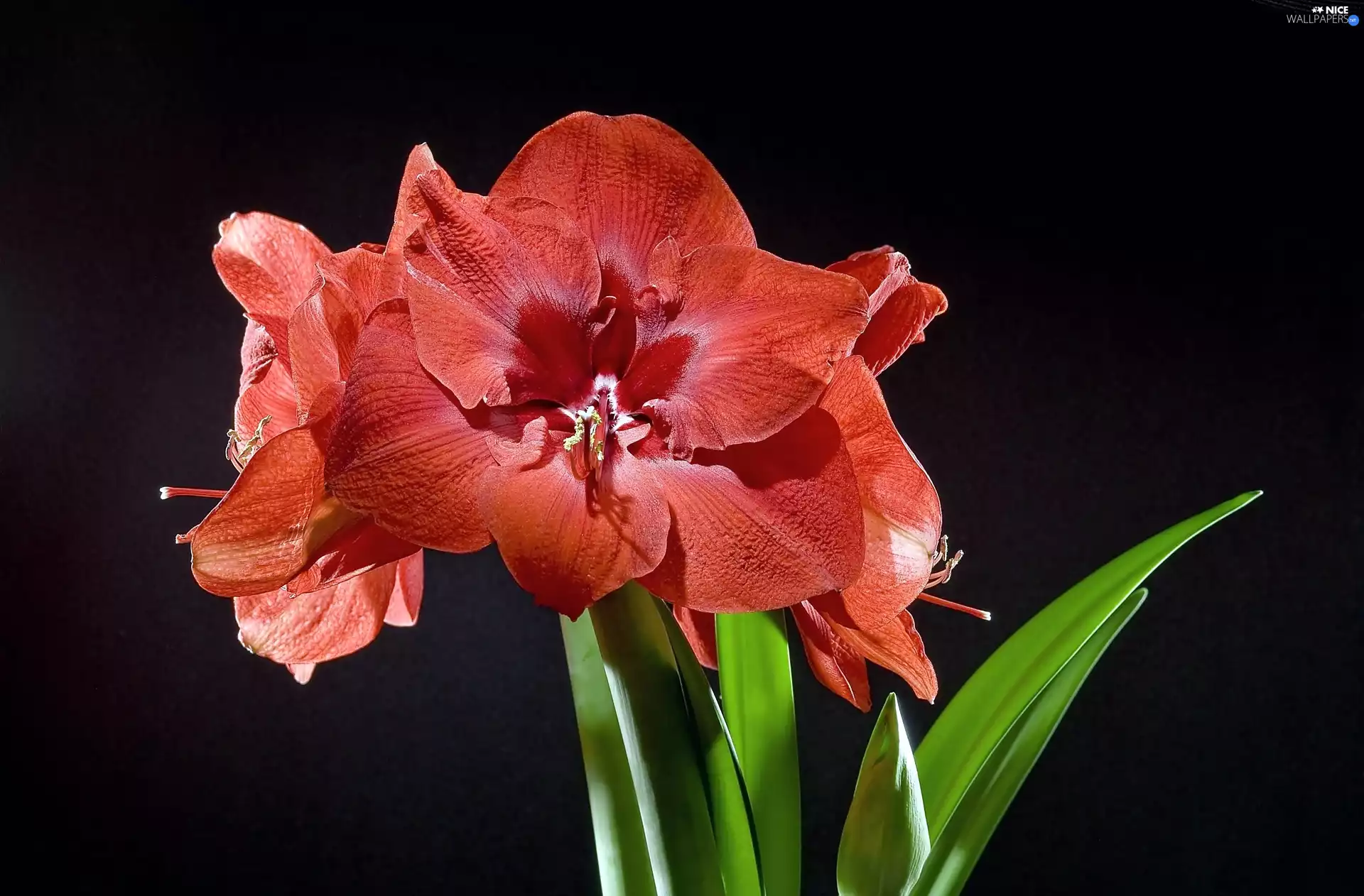 amaryllis, Black, background, Red