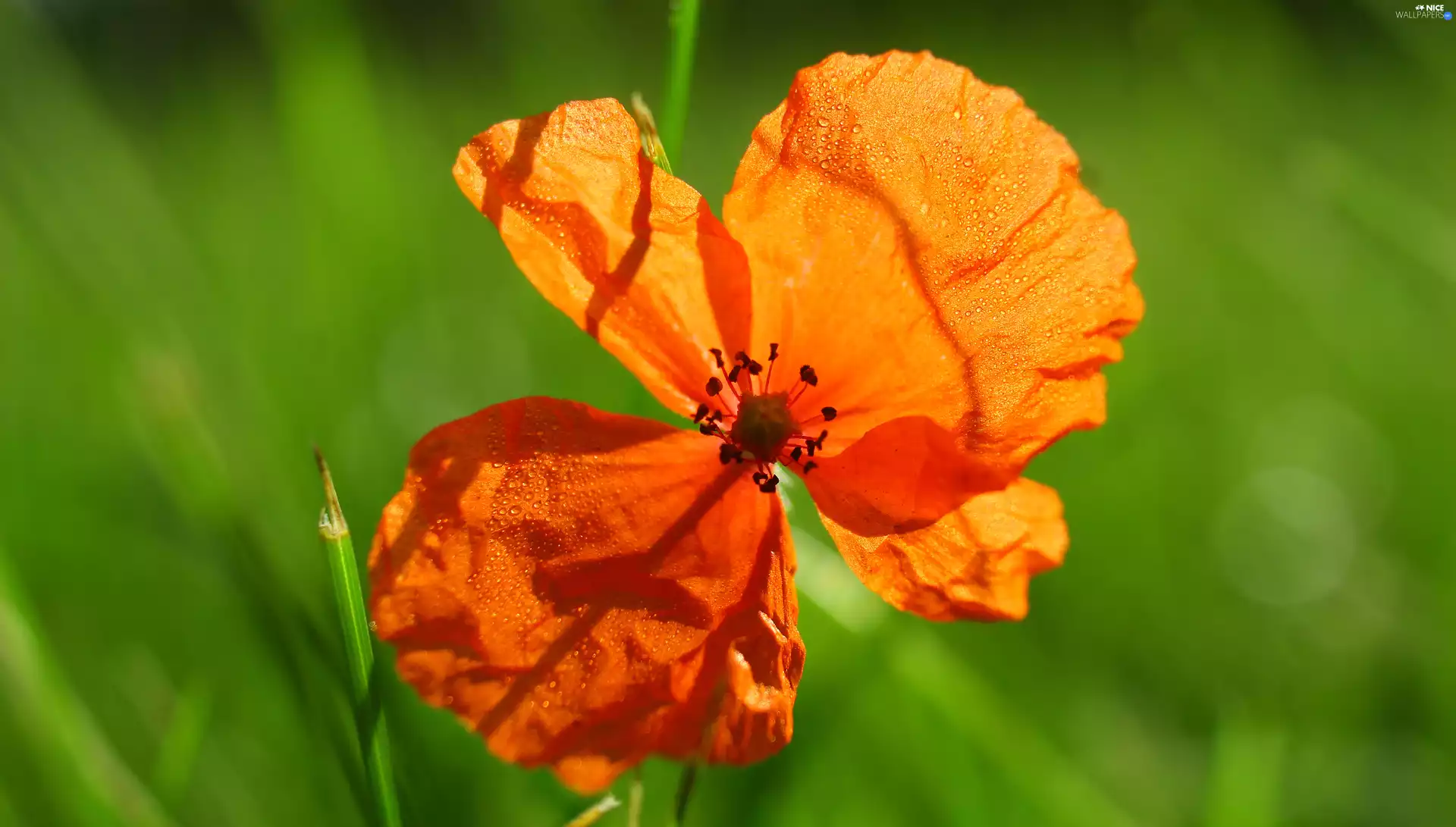 rapprochement, blurry background, red weed, drops, bloom