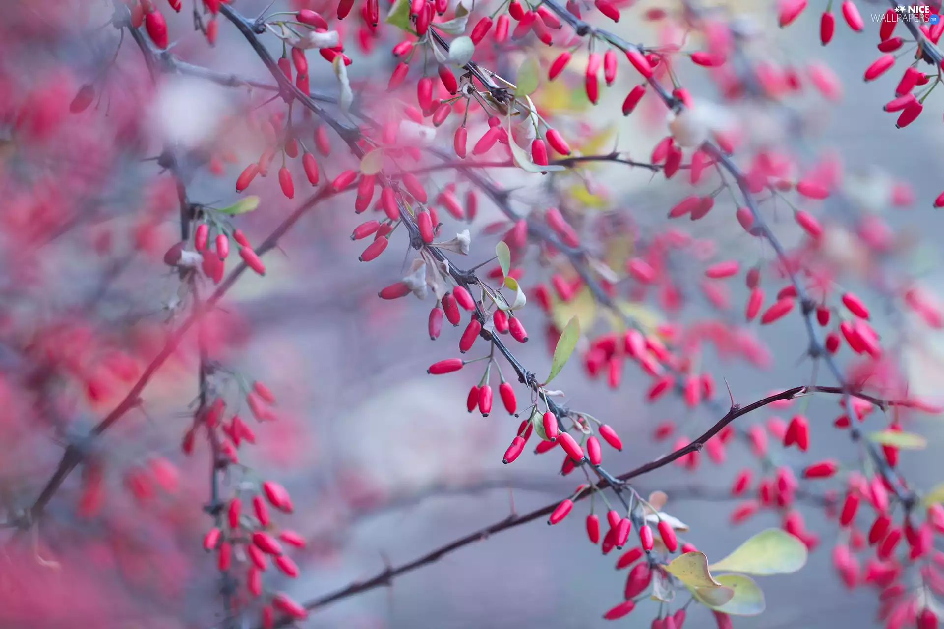 barberry, Fruits, Twigs, Red