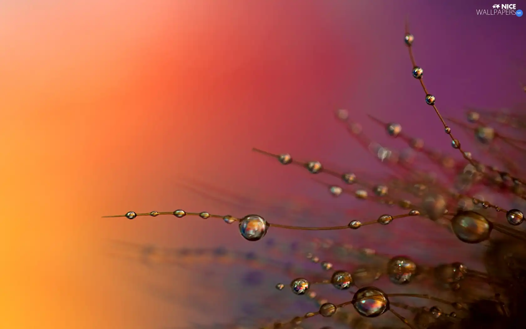 blades, Rosy, red, drops