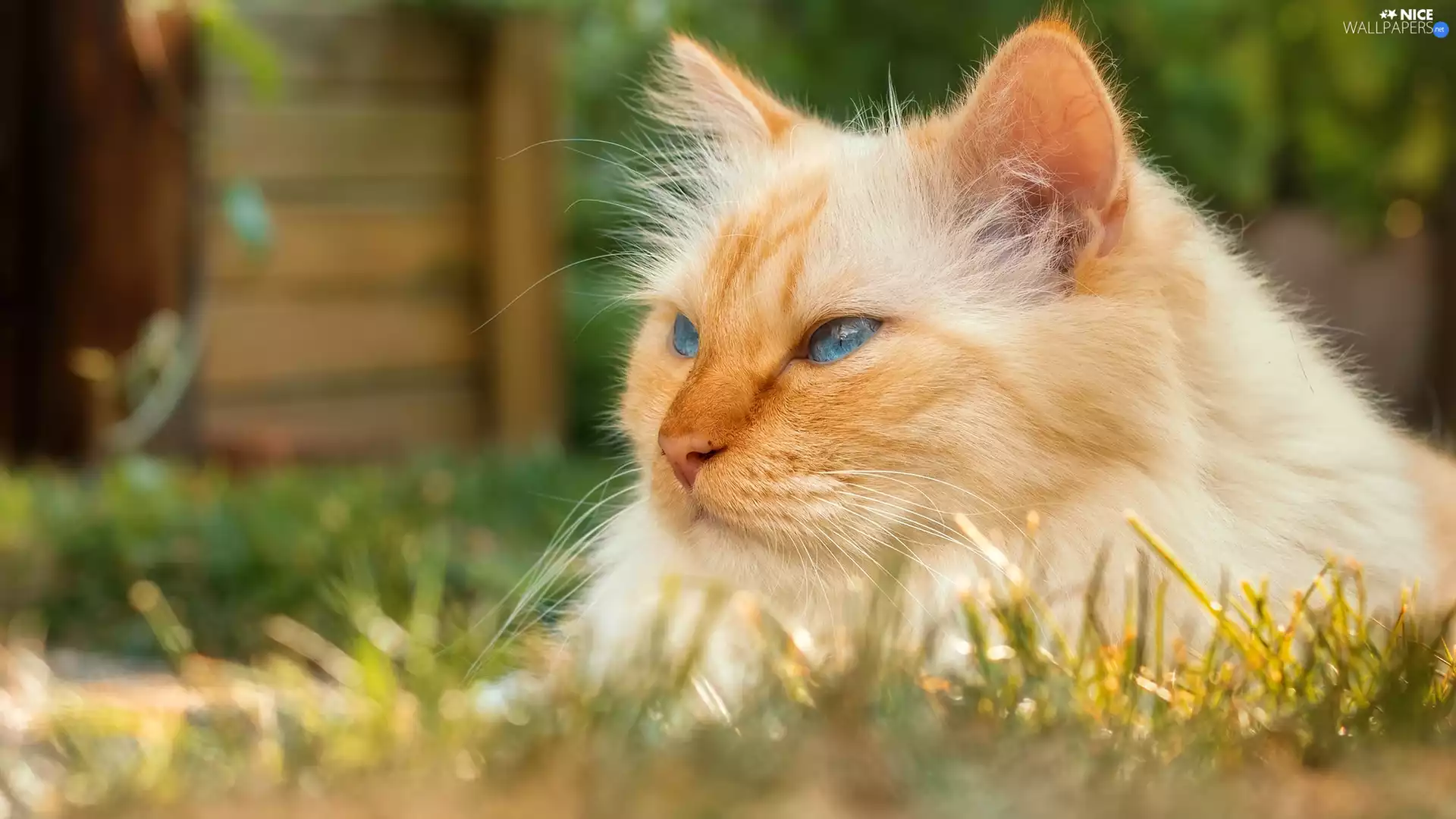 grass, rapprochement, Blue Eyed, cat, white and red