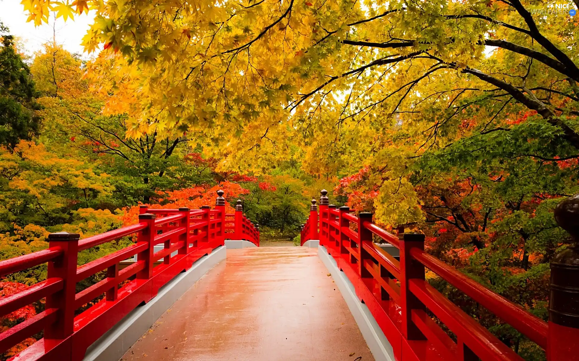 Red, bridge, trees, viewes, autumn
