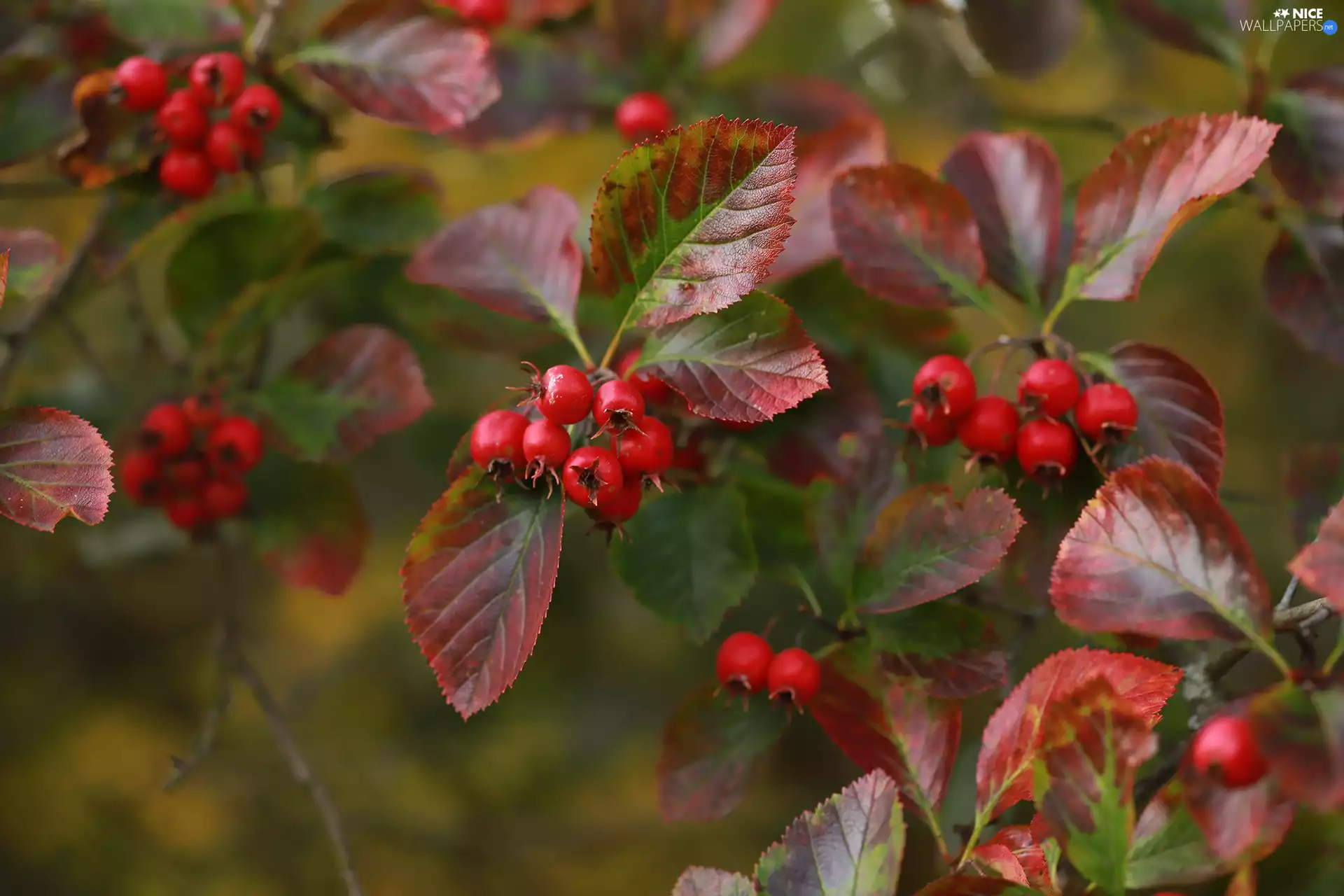 Bush, Fruits, leaves, Red