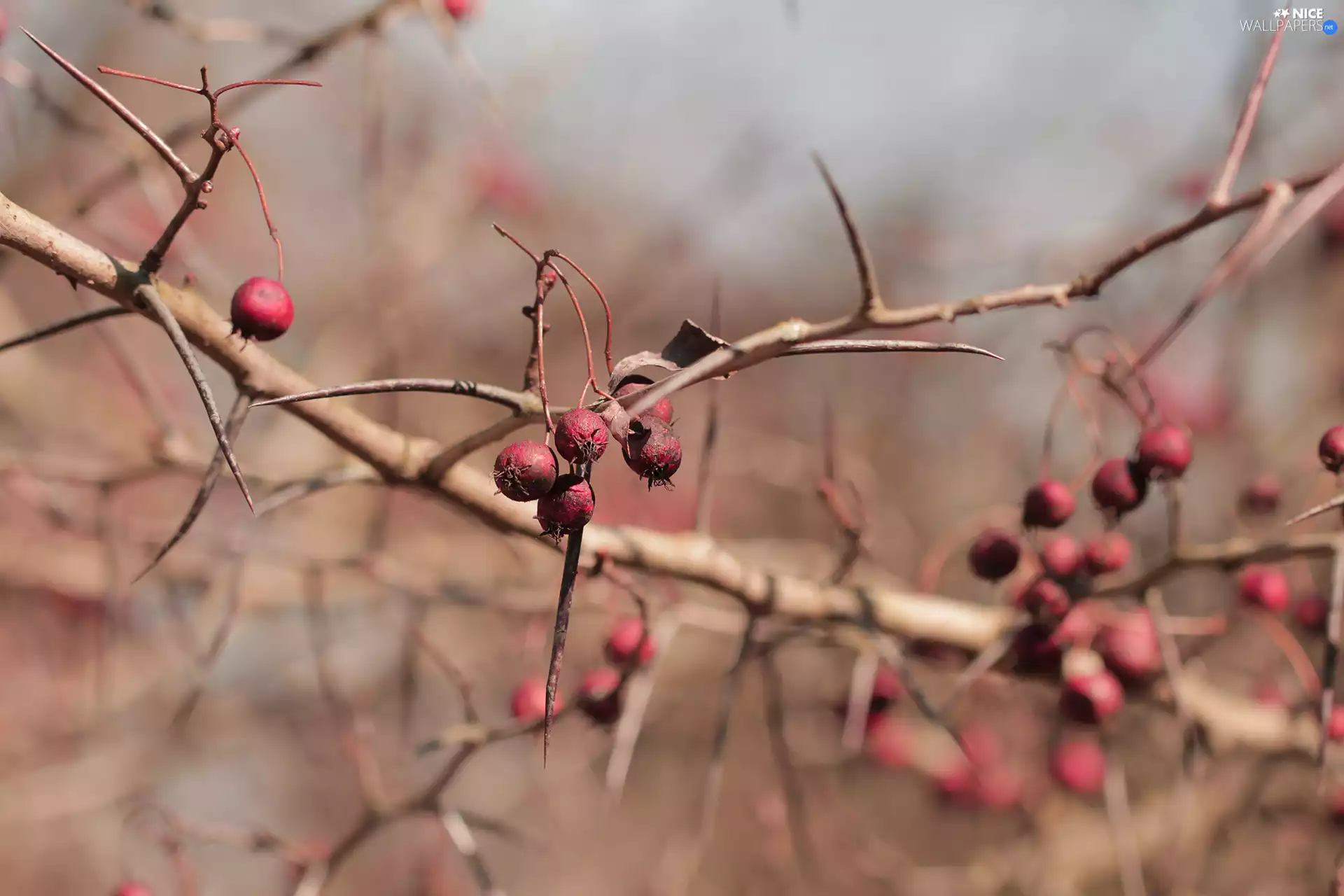 Bush, Fruits, Spikes, Red