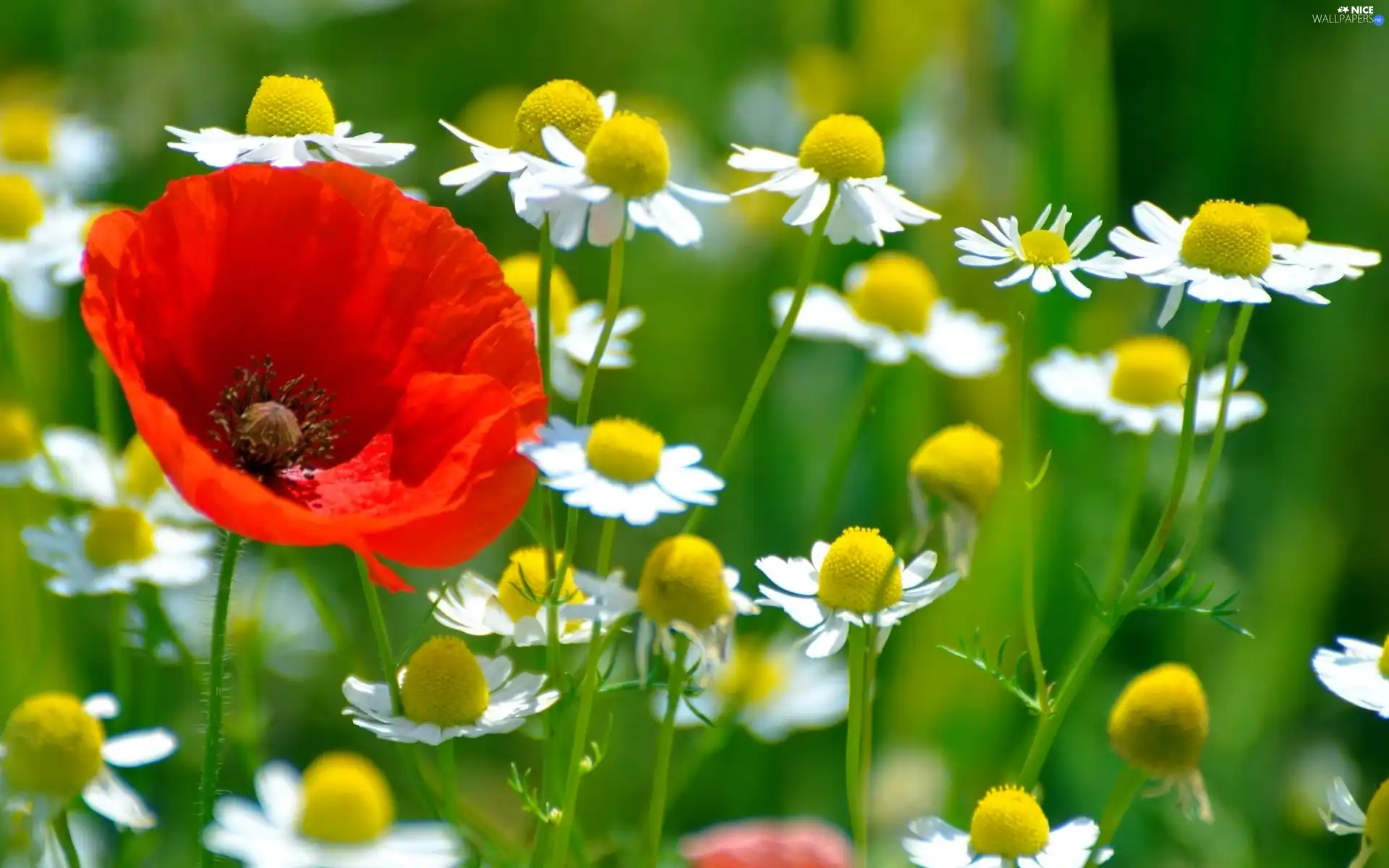 red weed, chamomile