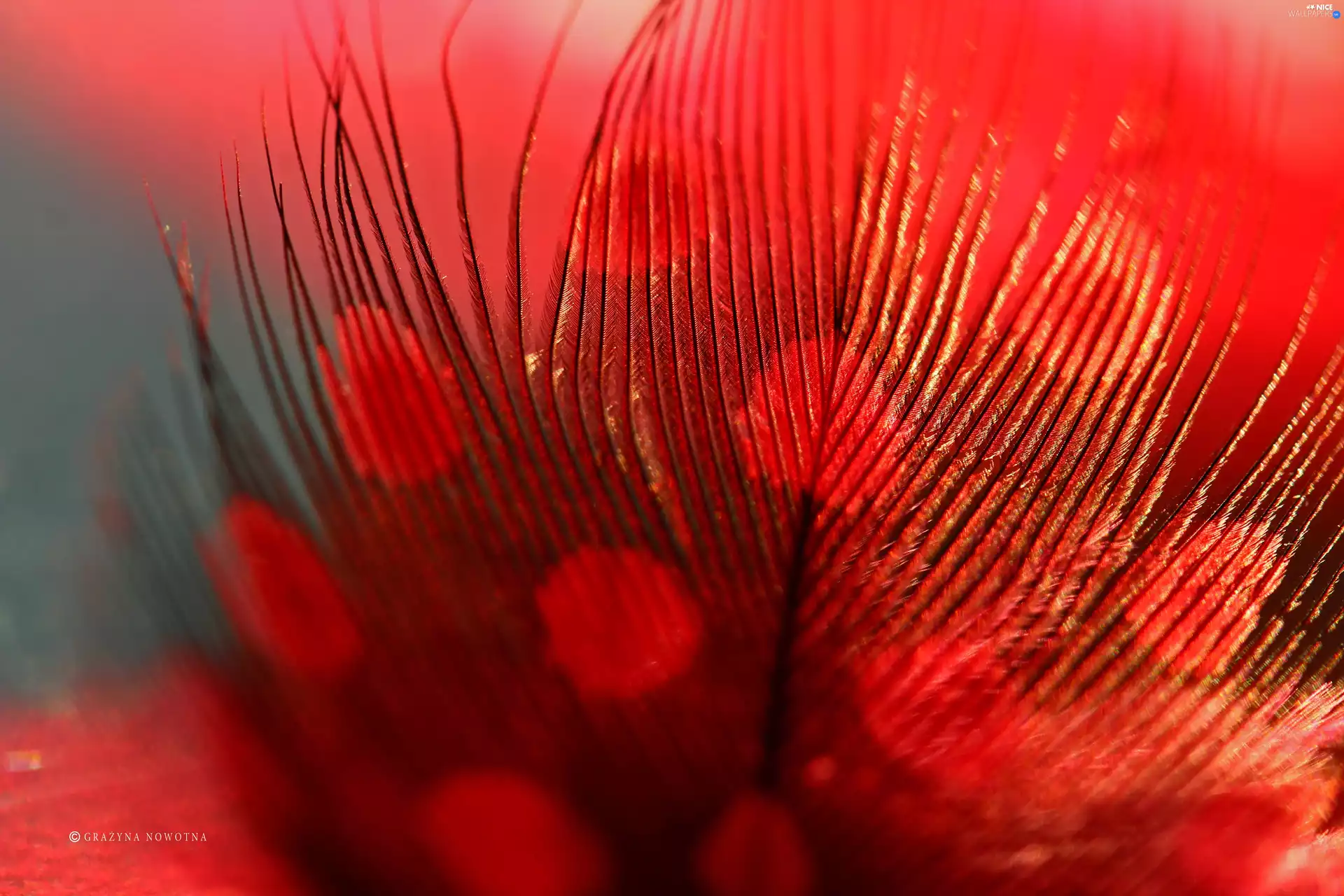 feather, Red, Close, Guinea Fowl