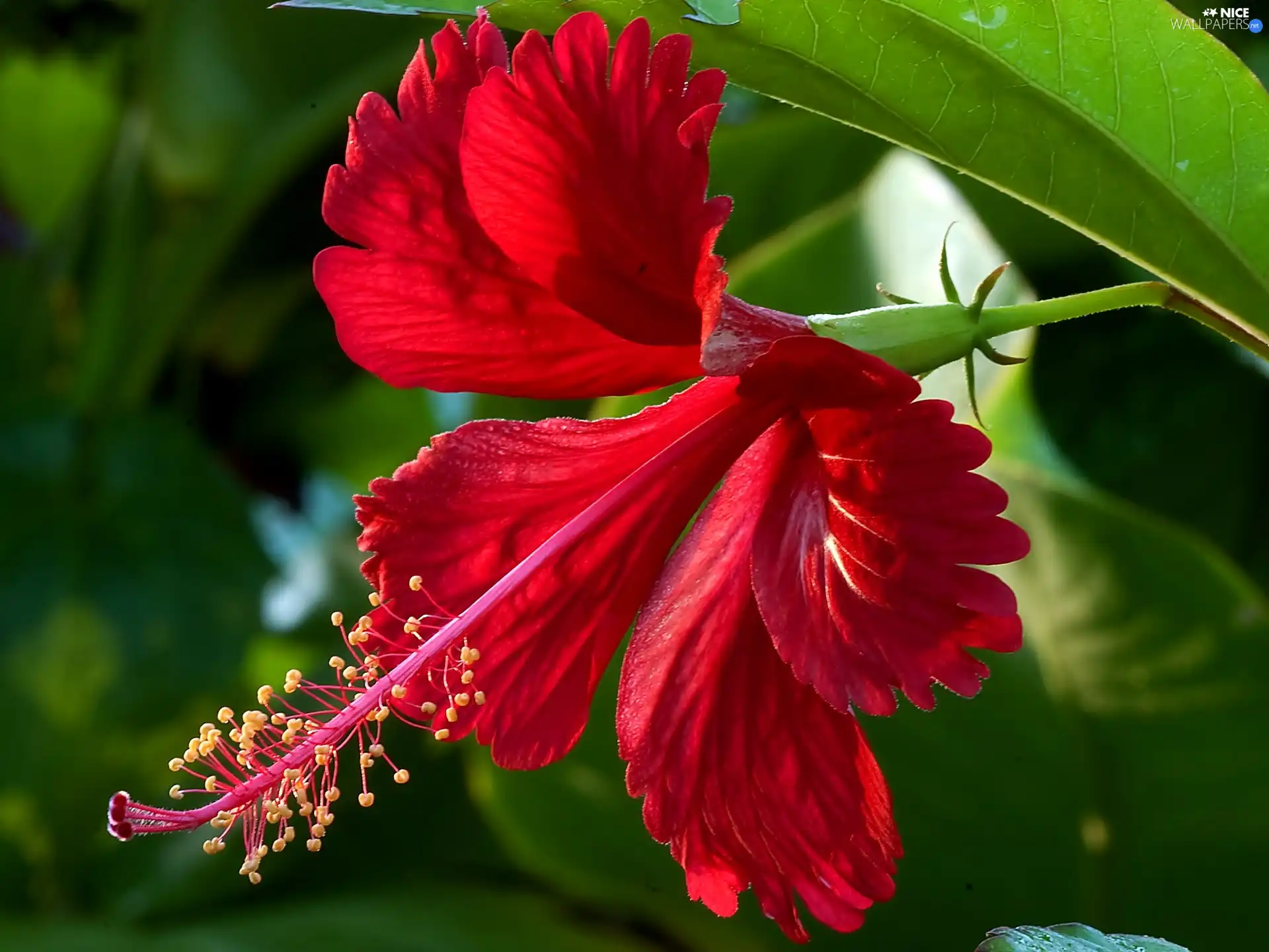 Colourfull Flowers, Red Hibiscus