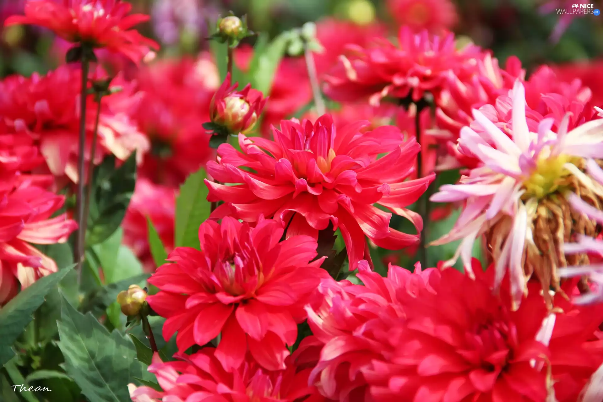 Red, dahlias