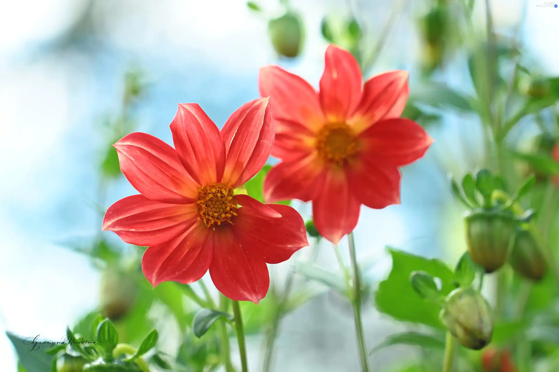 dahlias, Red