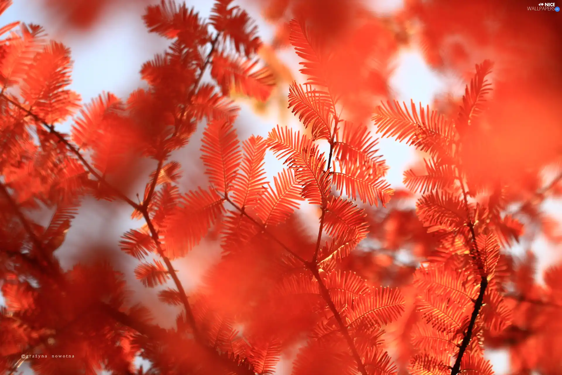 needle, Dawn Redwood, Red