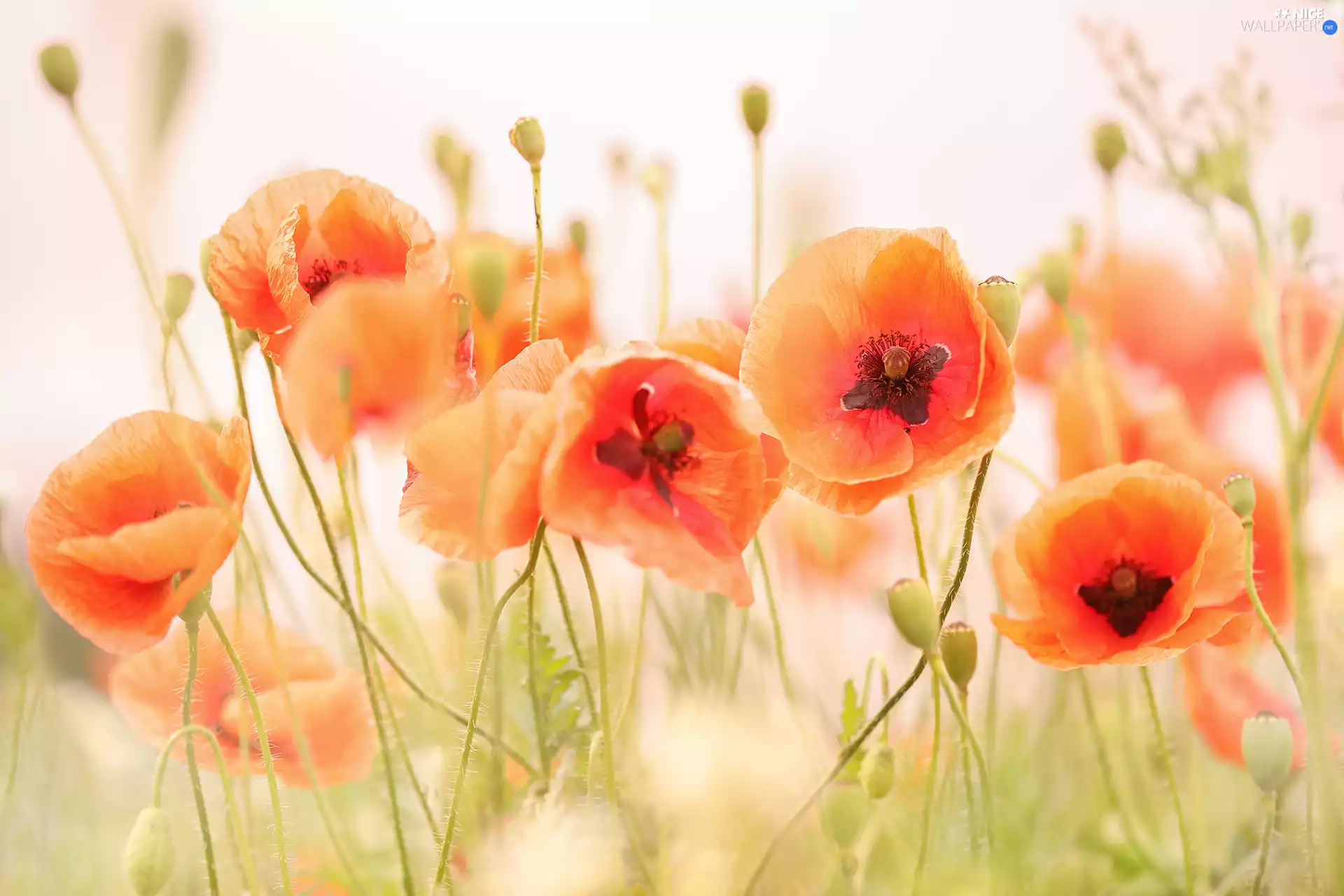 developed, papavers, Flowers, Red