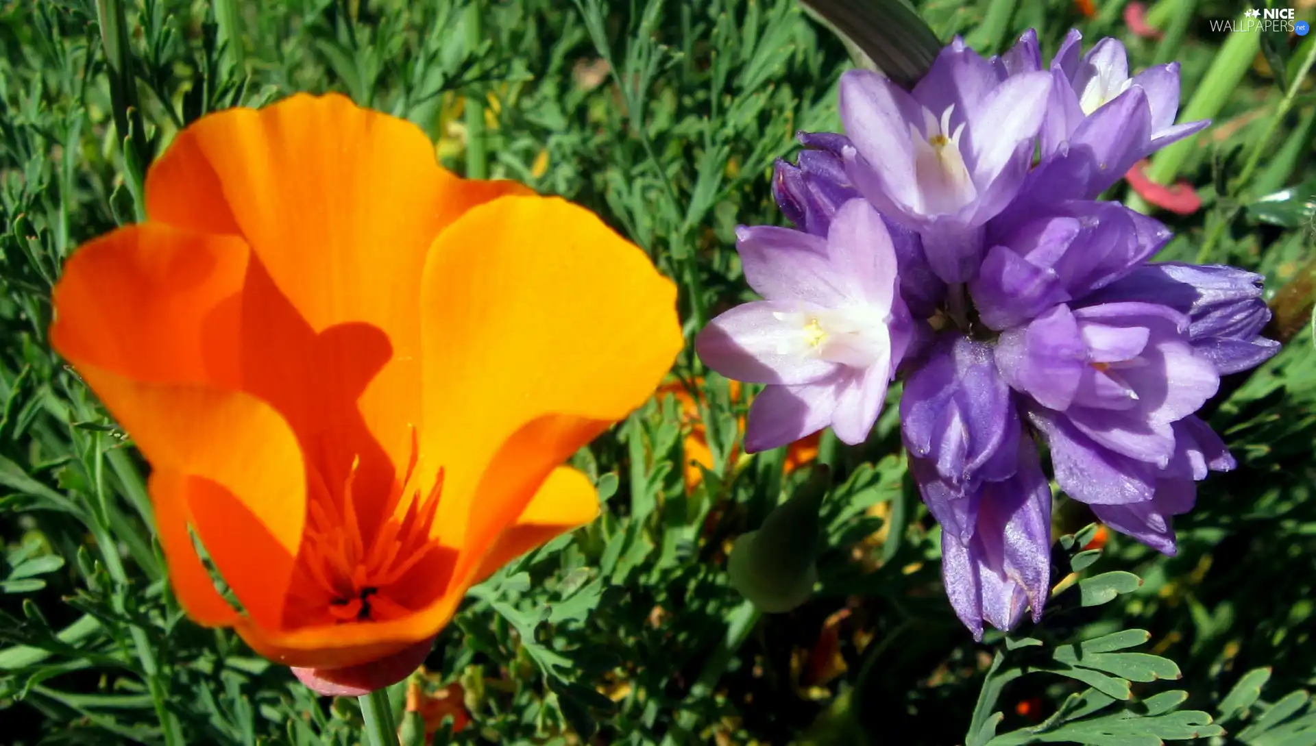 Dichelostemma, Flowers, red weed