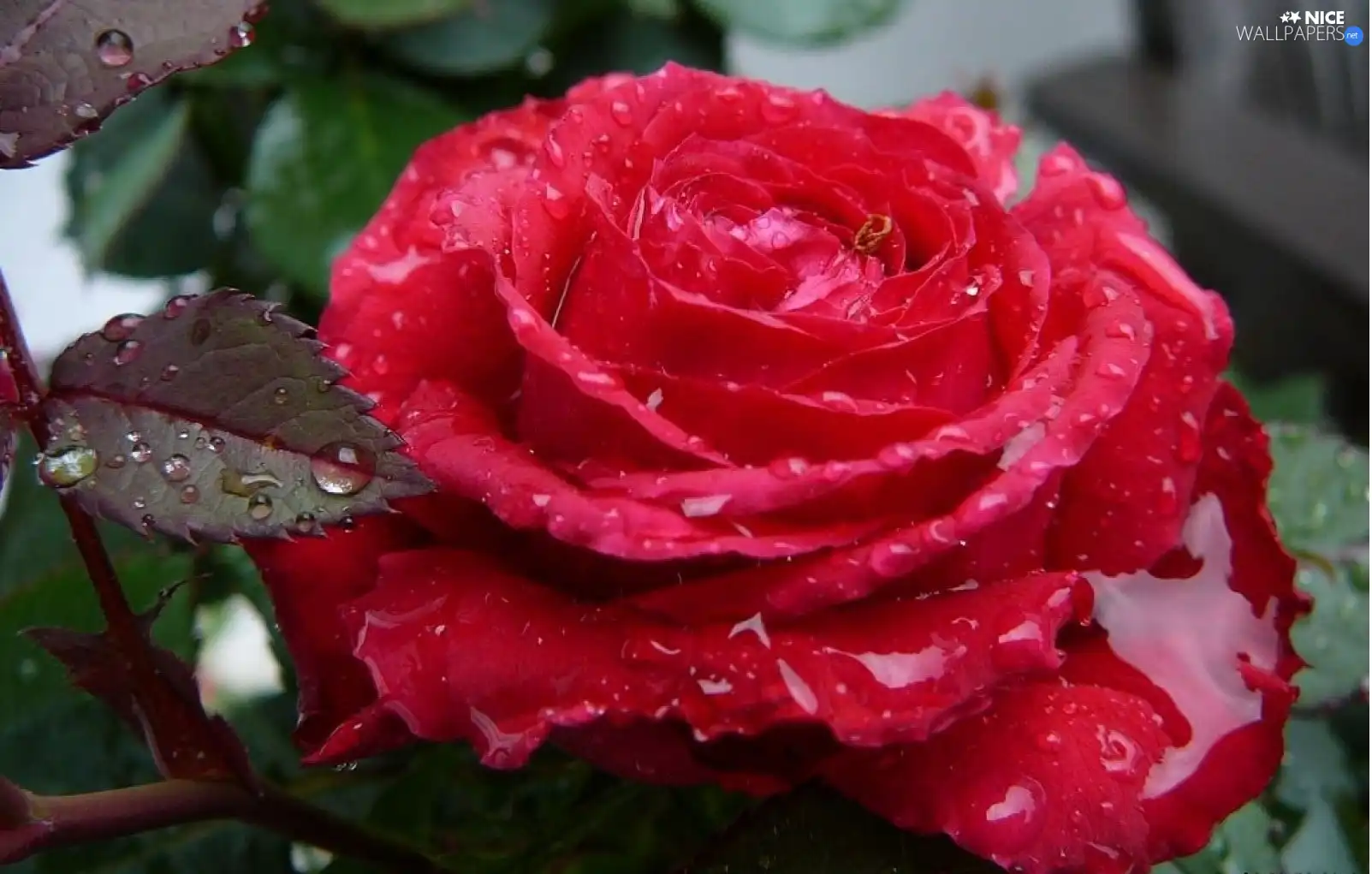 drops, rose, red hot