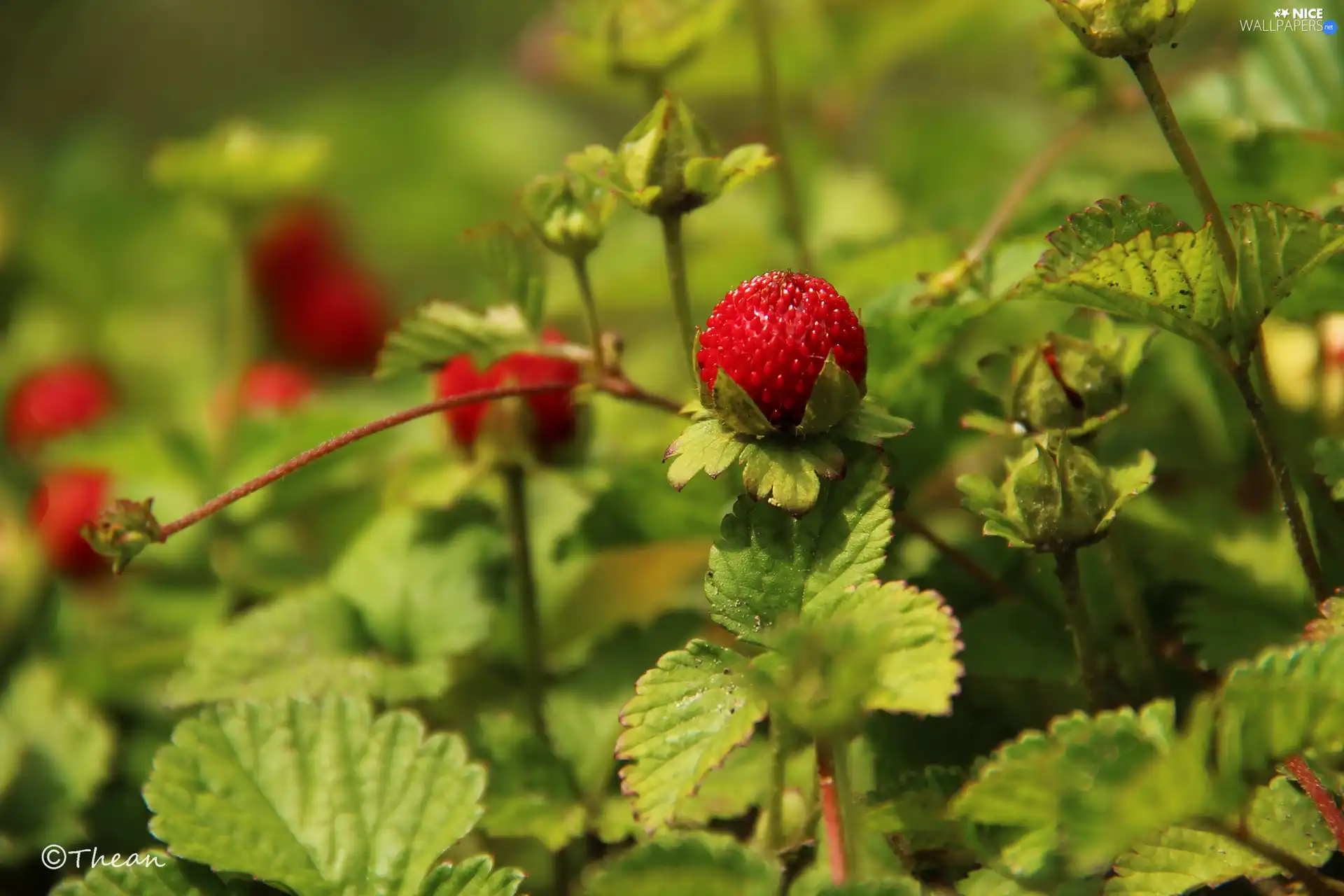 fruit, Duchesnea Indica, Red