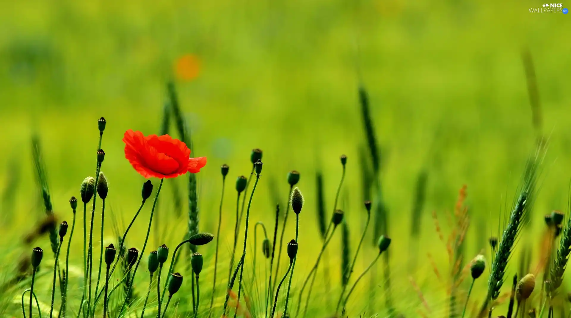 Ears, Red, red weed