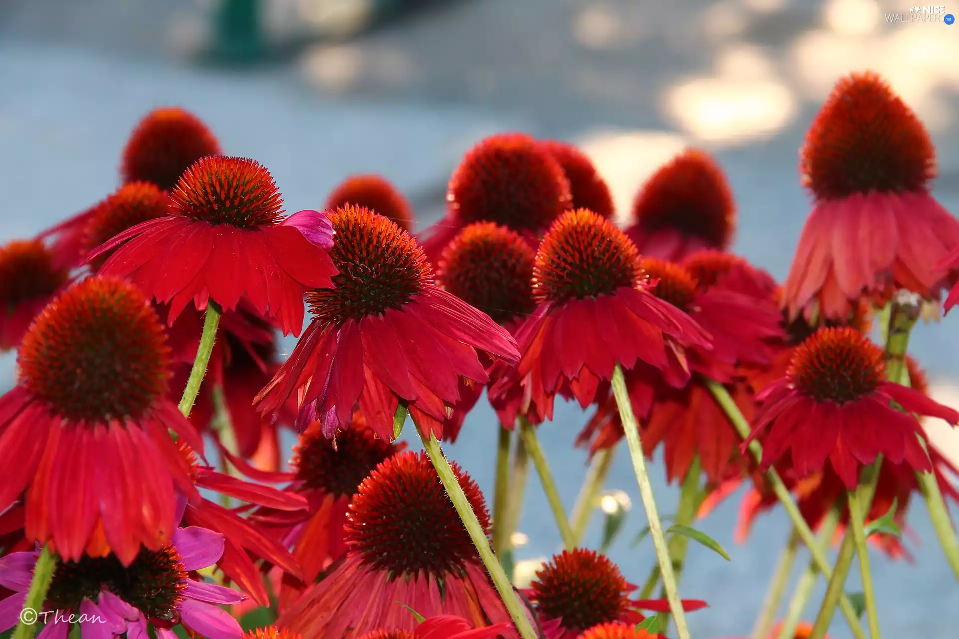 Red, echinacea