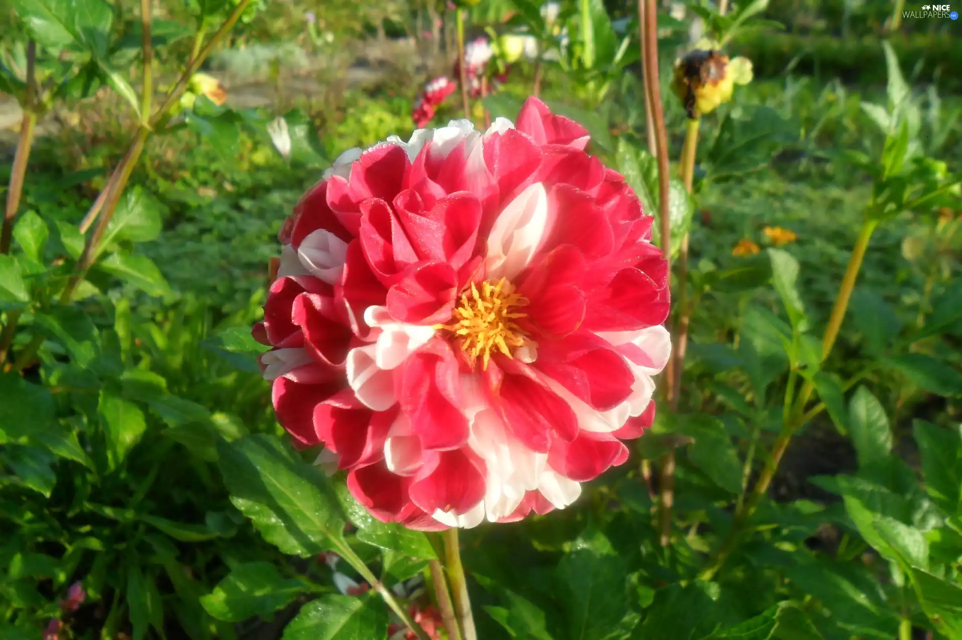 Leaf, white and Red, Colourfull Flowers