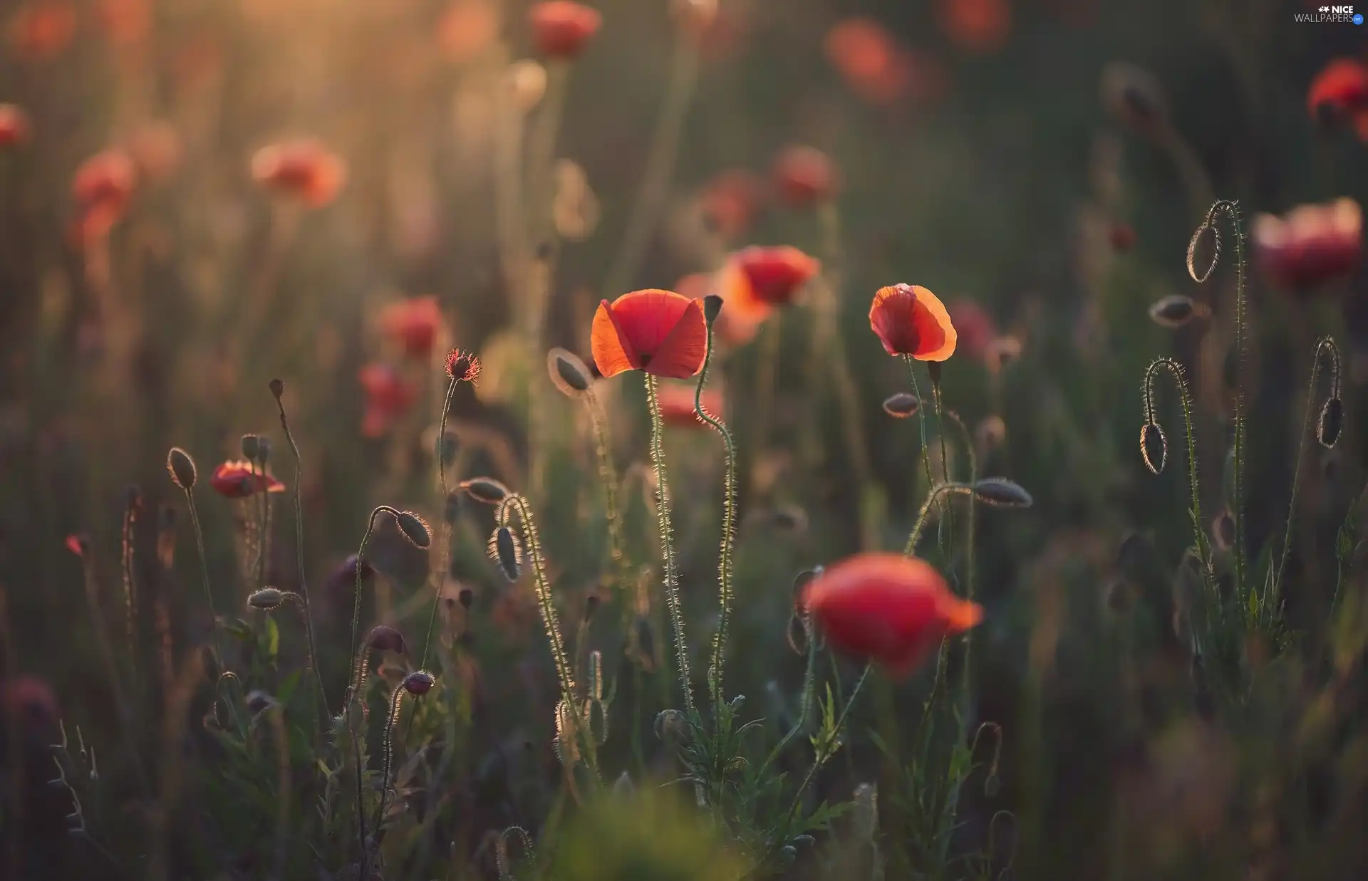 Flowers, papavers, blur, Red