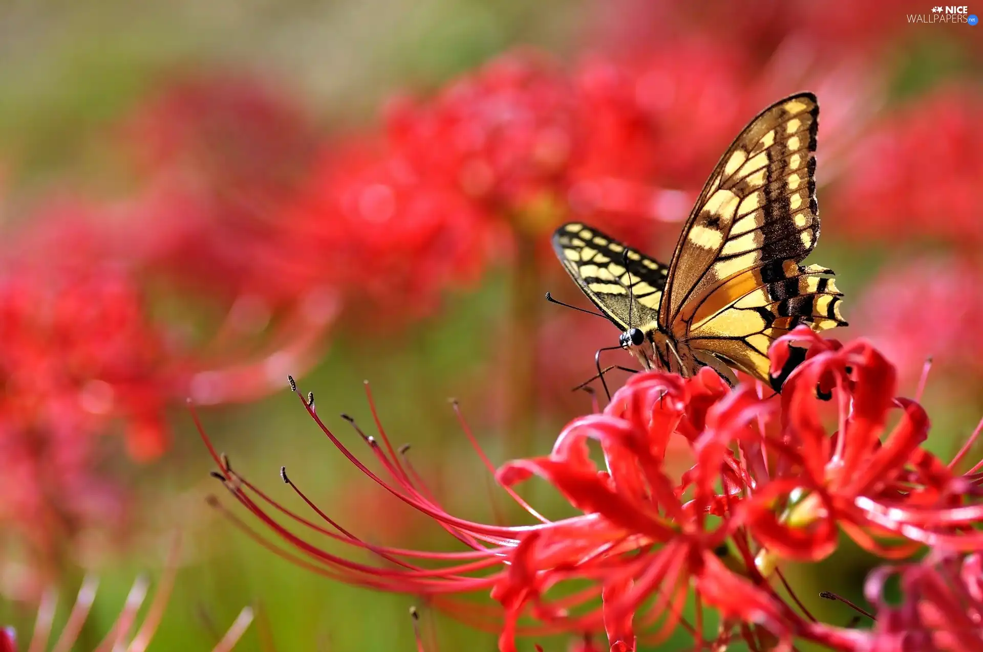 Colourfull Flowers, butterfly, Red