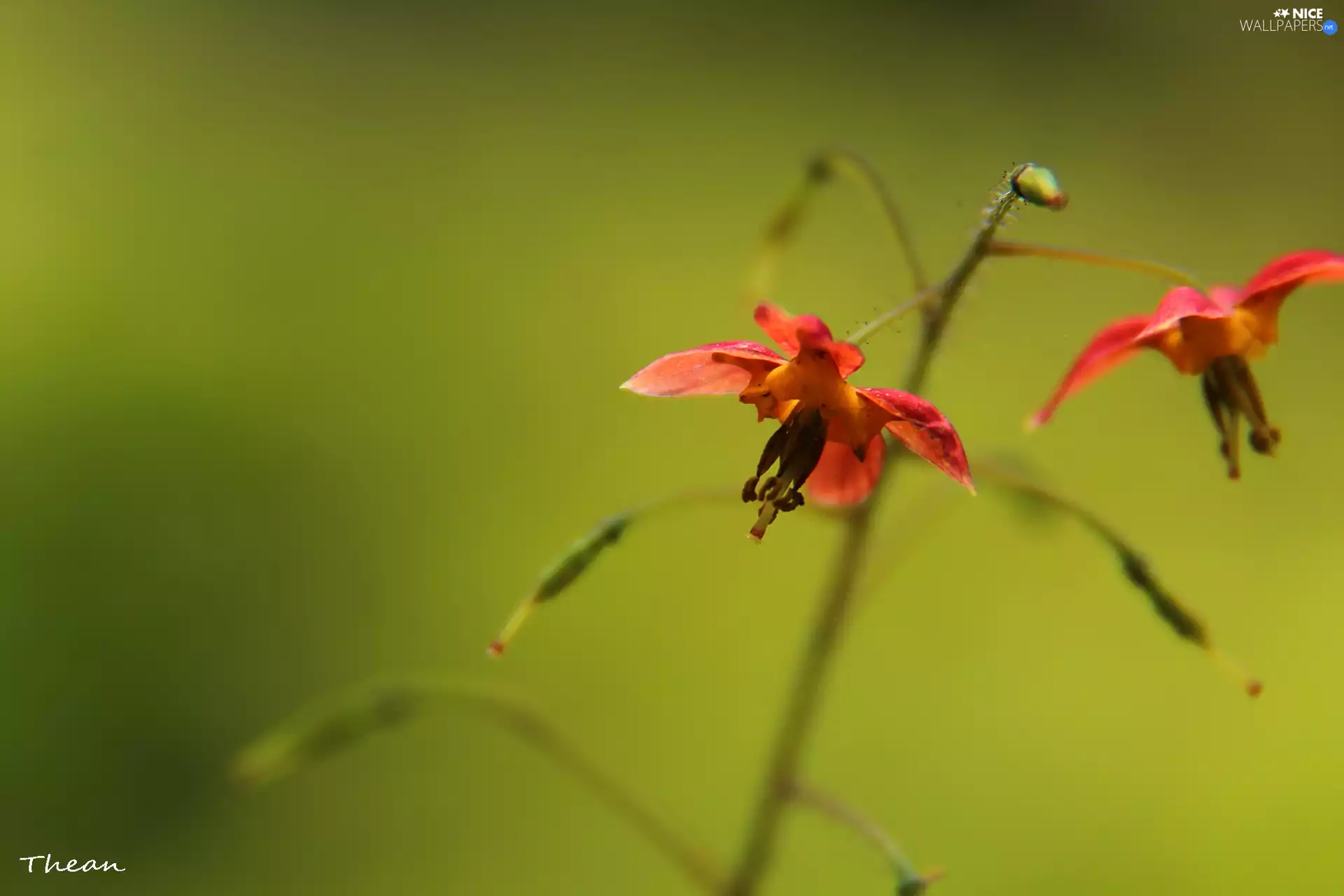 Flowers, little doggies, Red