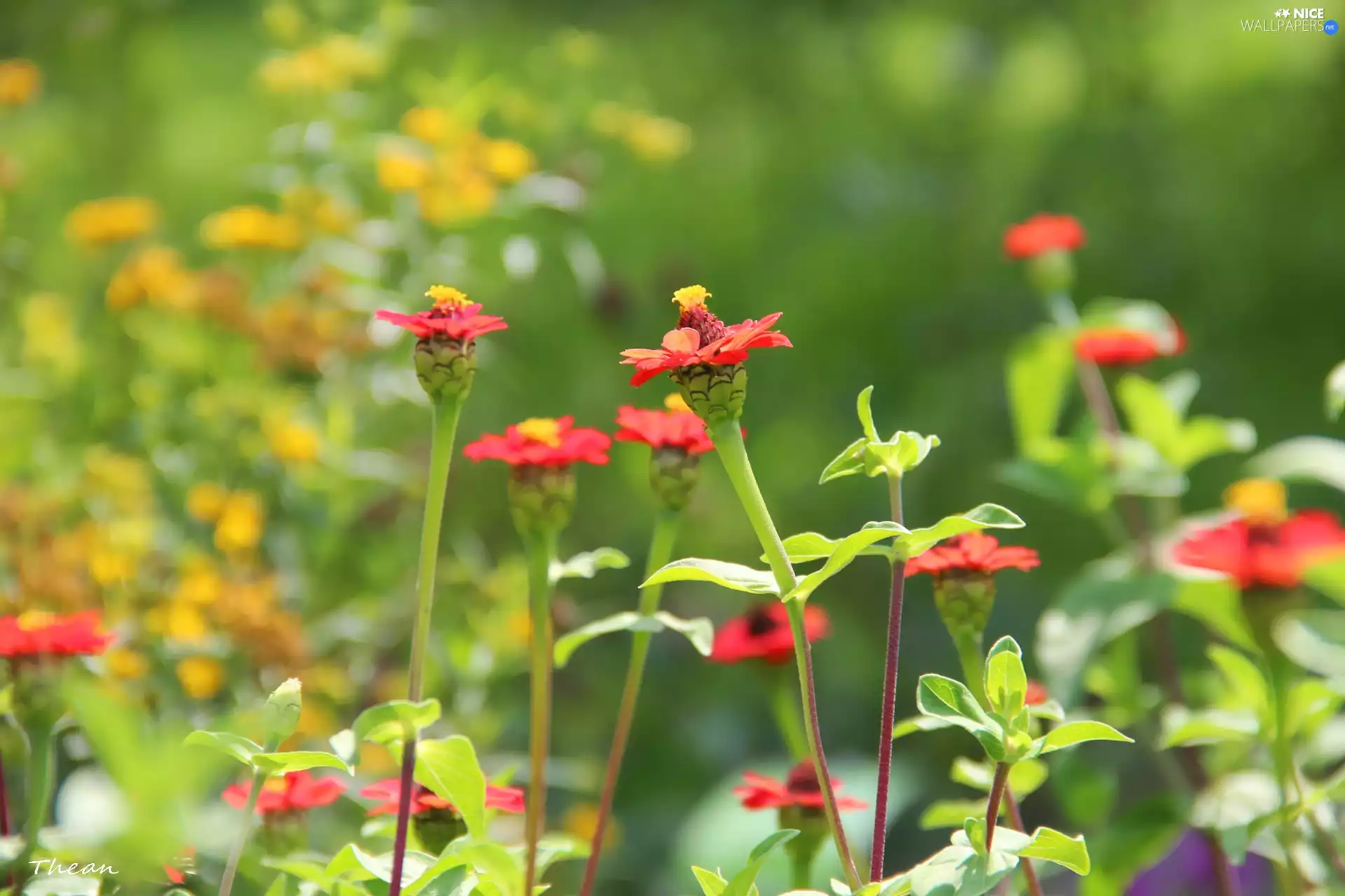 flowers, little doggies, Red