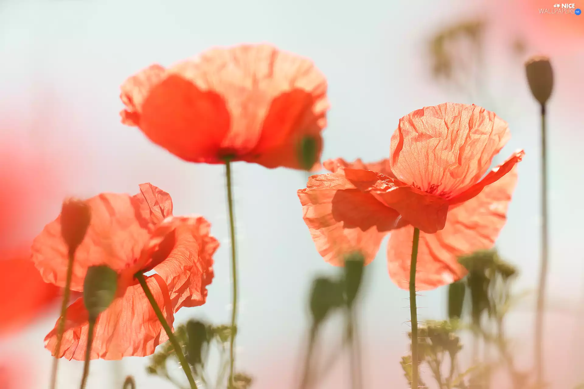 Flowers, Common Poppy, Red