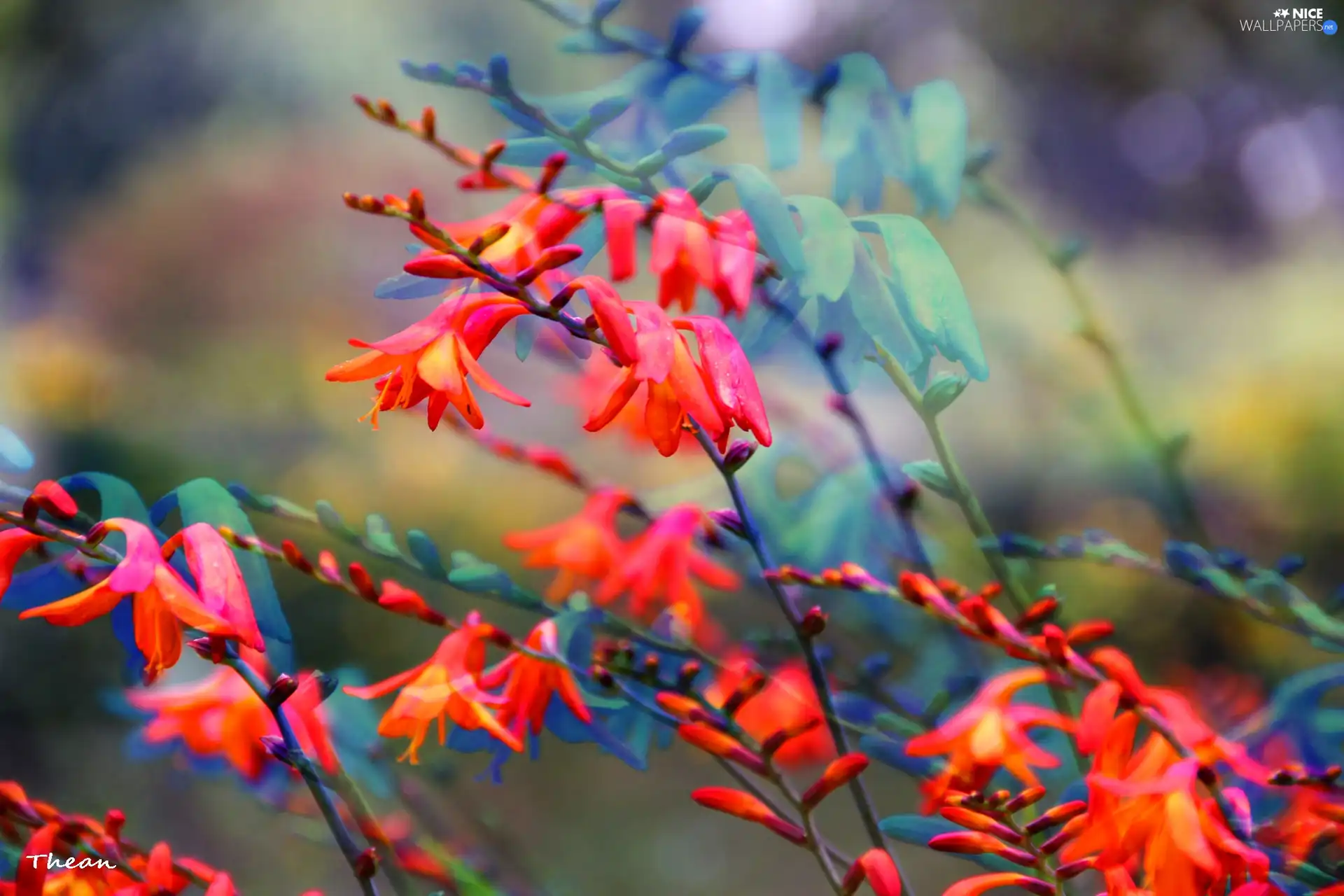 Flowers, Red