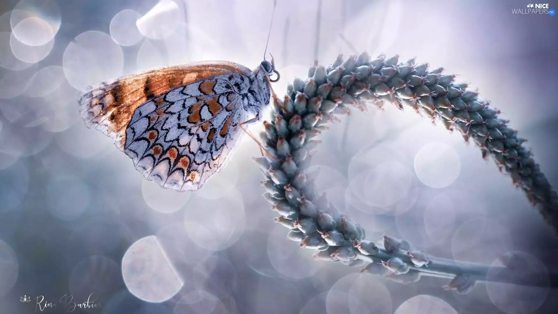 butterfly, plant, blur, Red-Band Fritillary