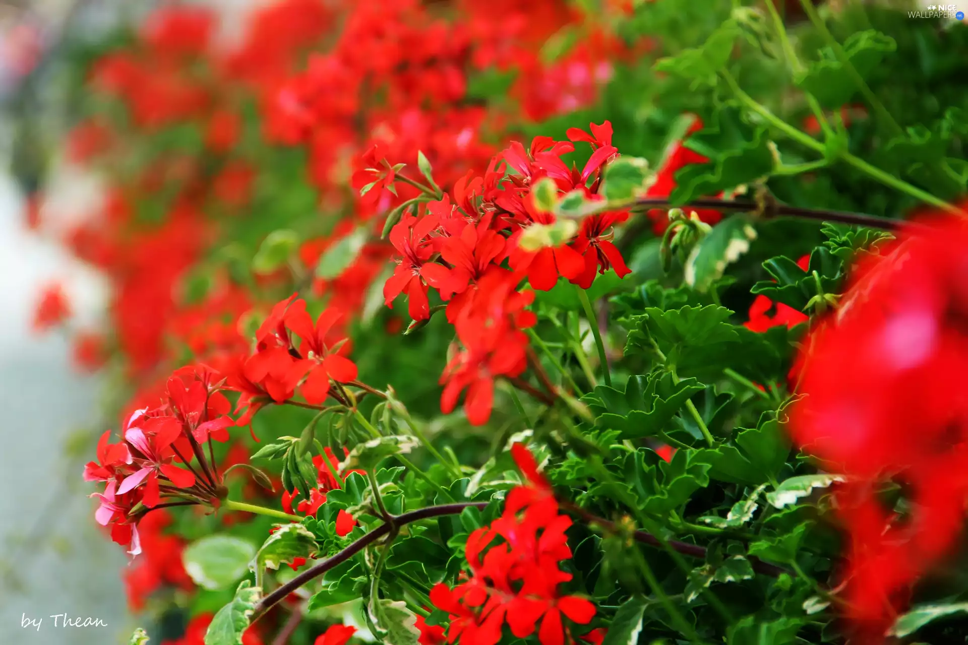 Red, geraniums