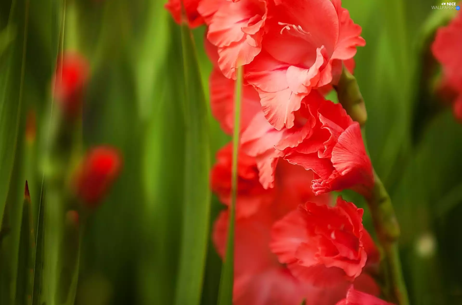 Red, gladiolus