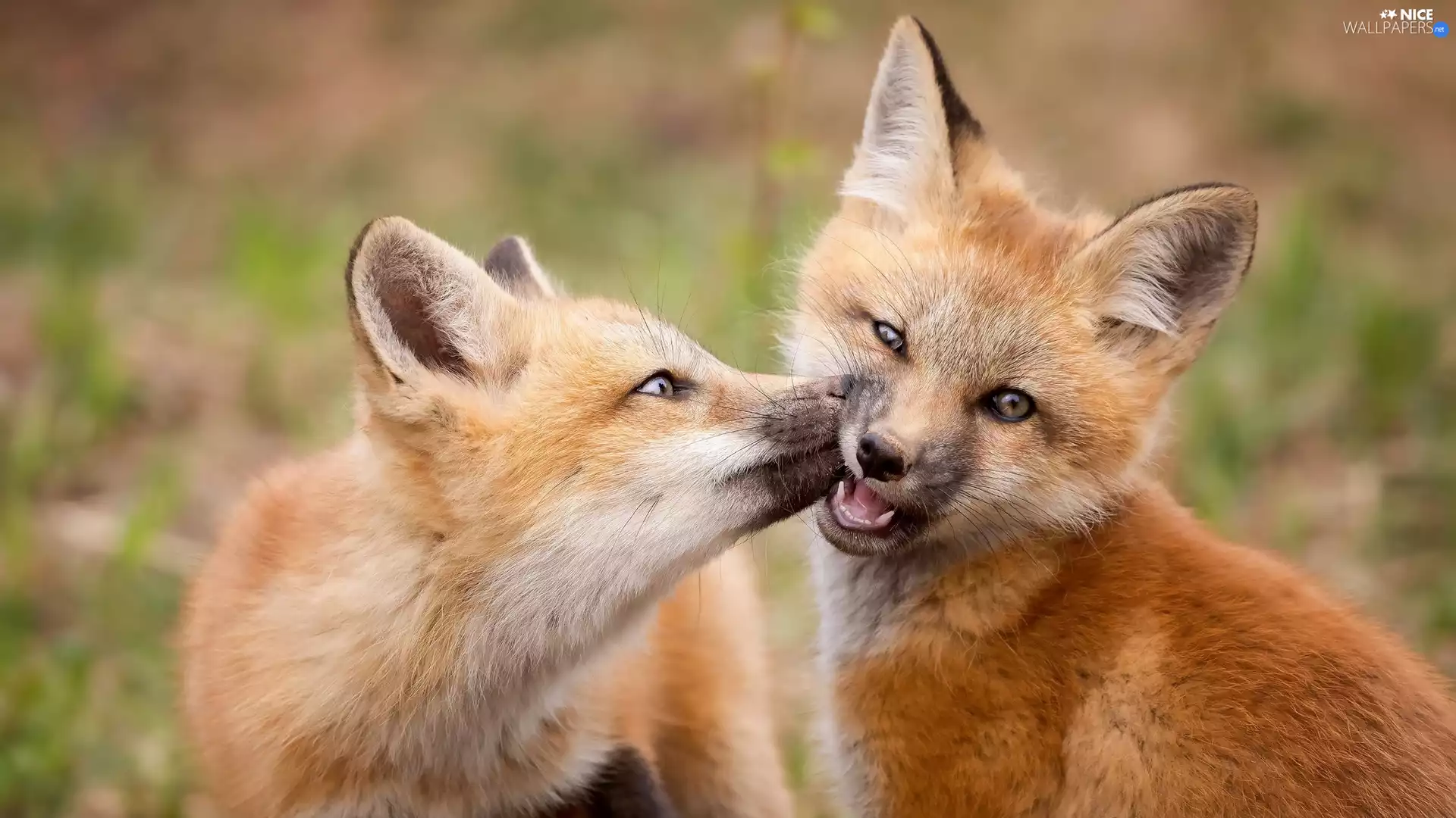 fox, red head, Two cars