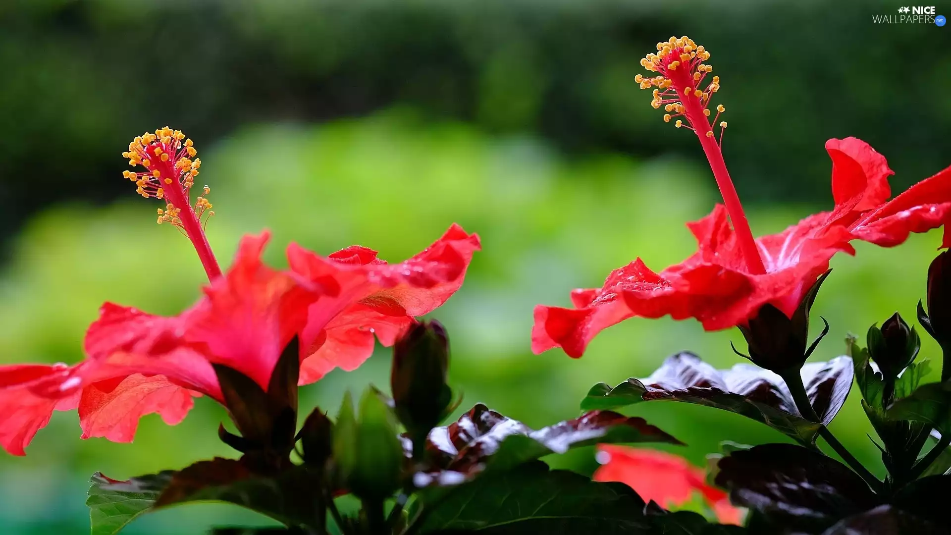 Red, hibiscus