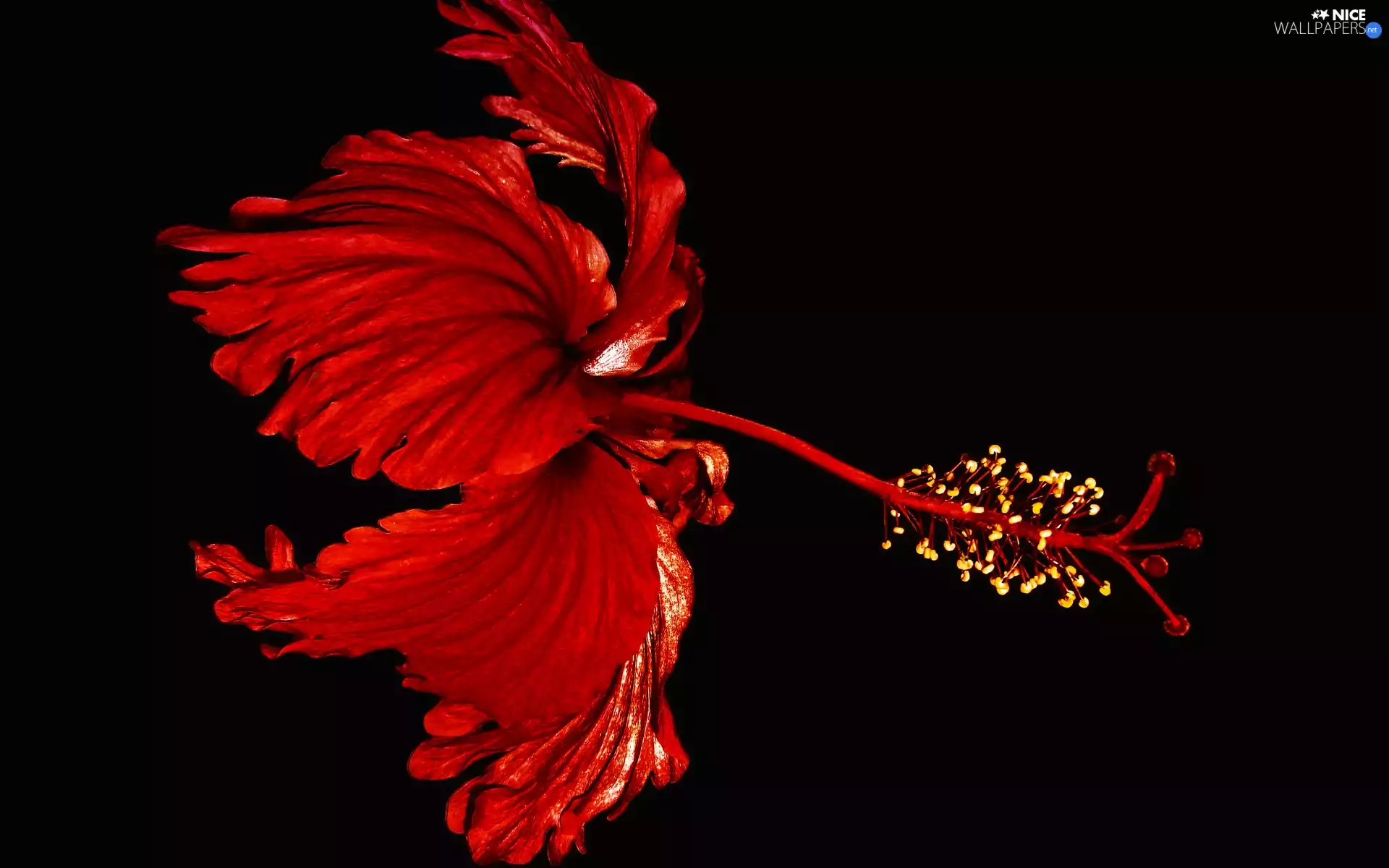 hibiskus, Colourfull Flowers, Red