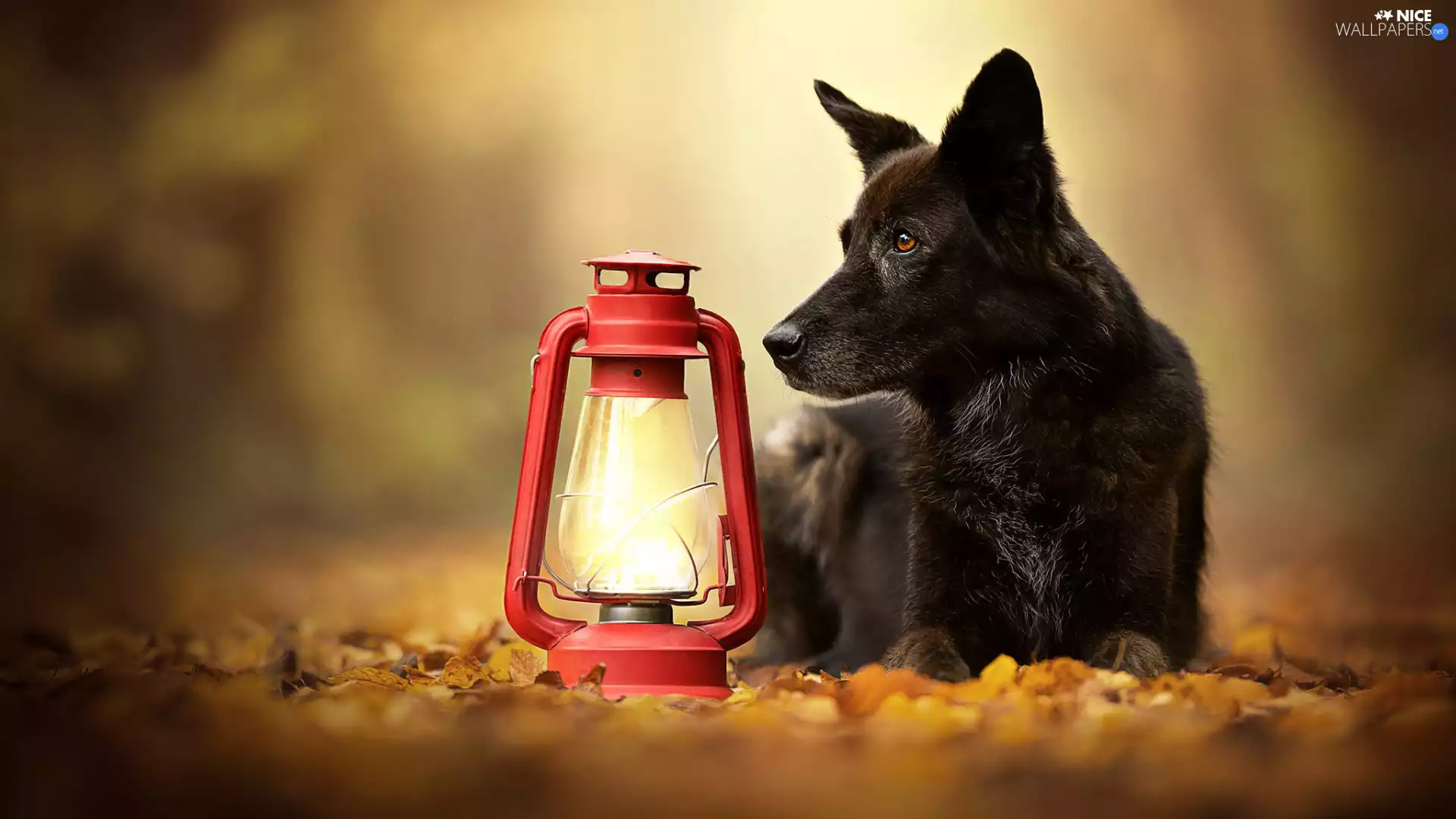Black, red hot, Lamp, dog