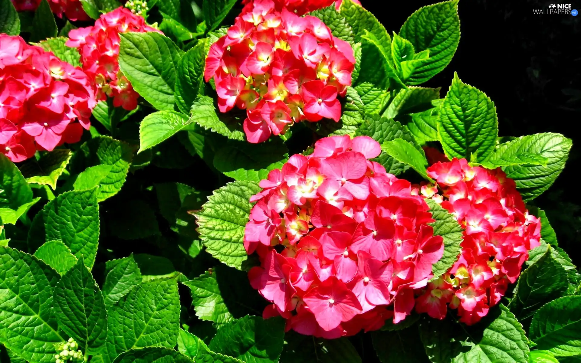 red hot, hydrangea