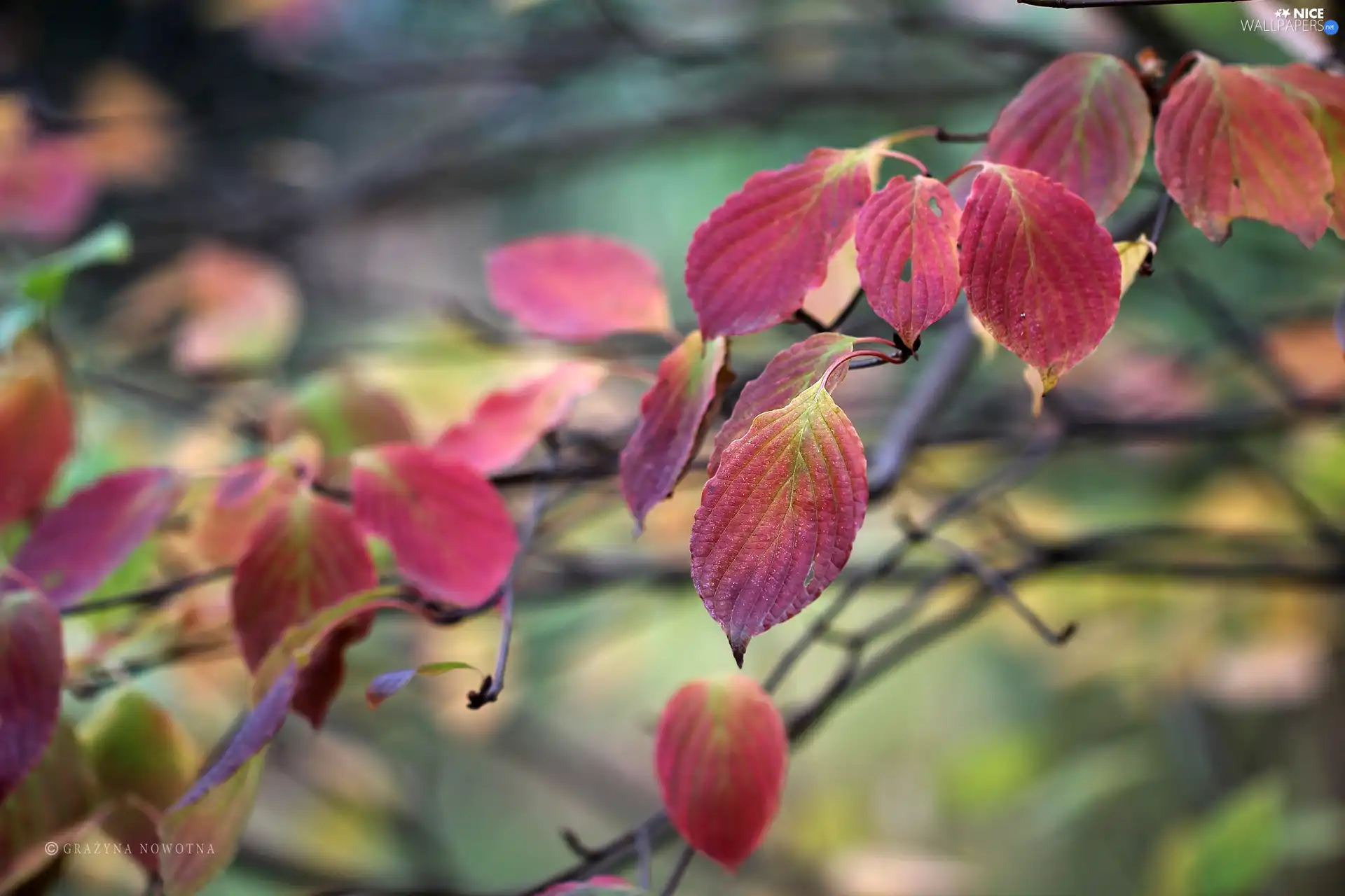 Red, Autumn, Leaf
