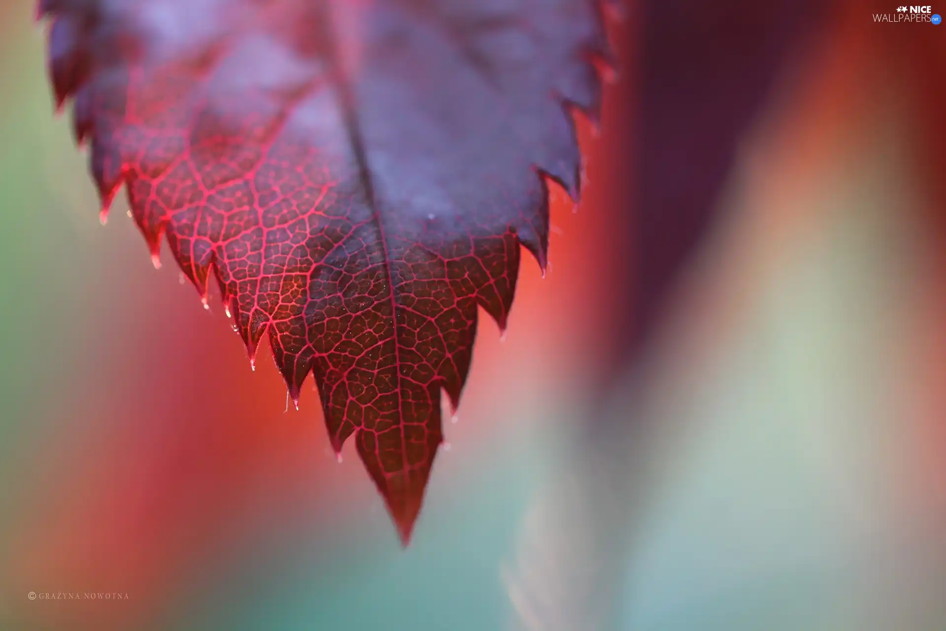leaf, Red