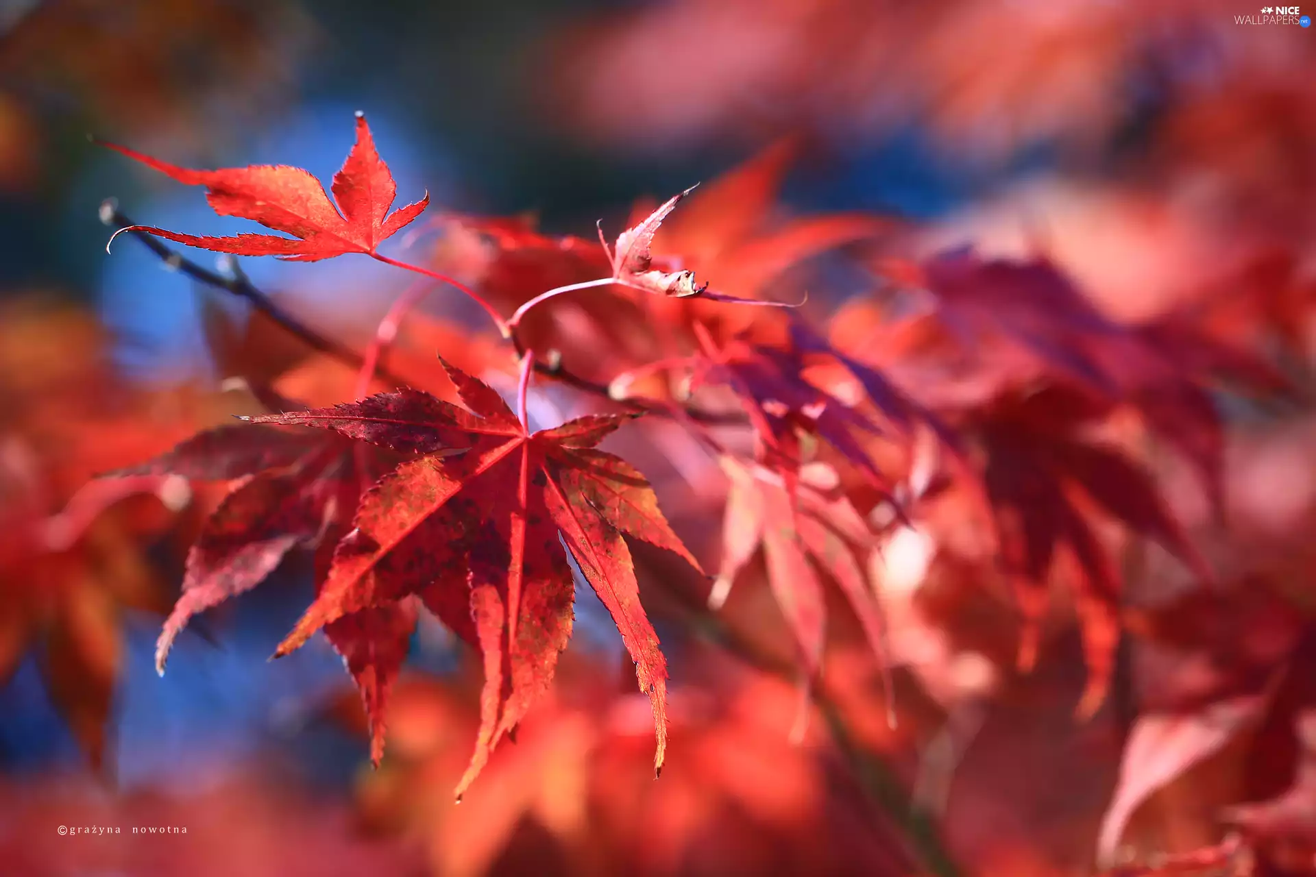 Red Leaves