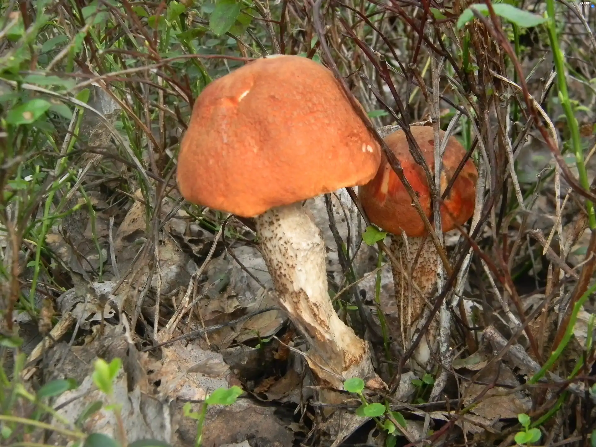 Red, Mushrooms, Leccinum