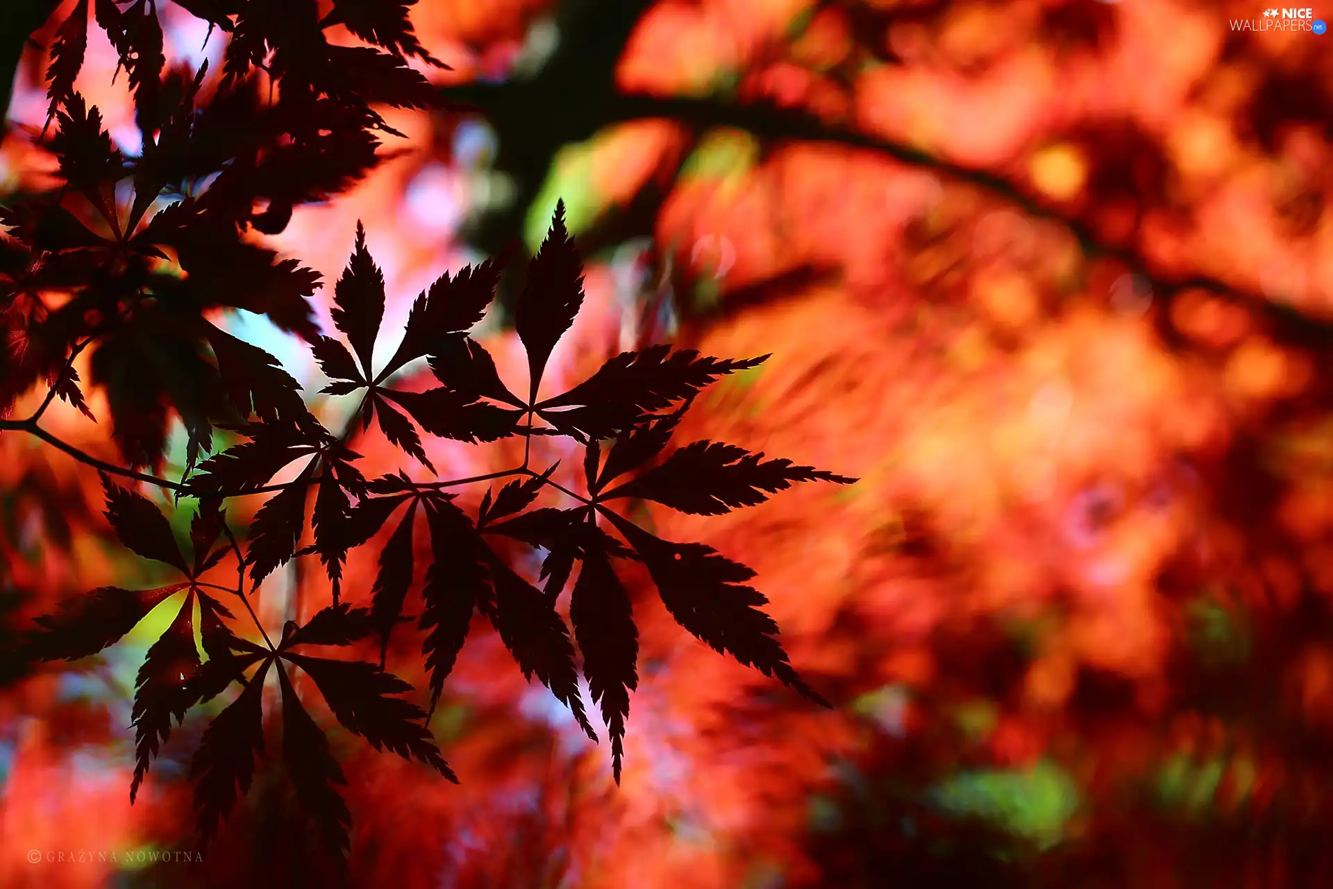 Leaf, Maple Palm, Red