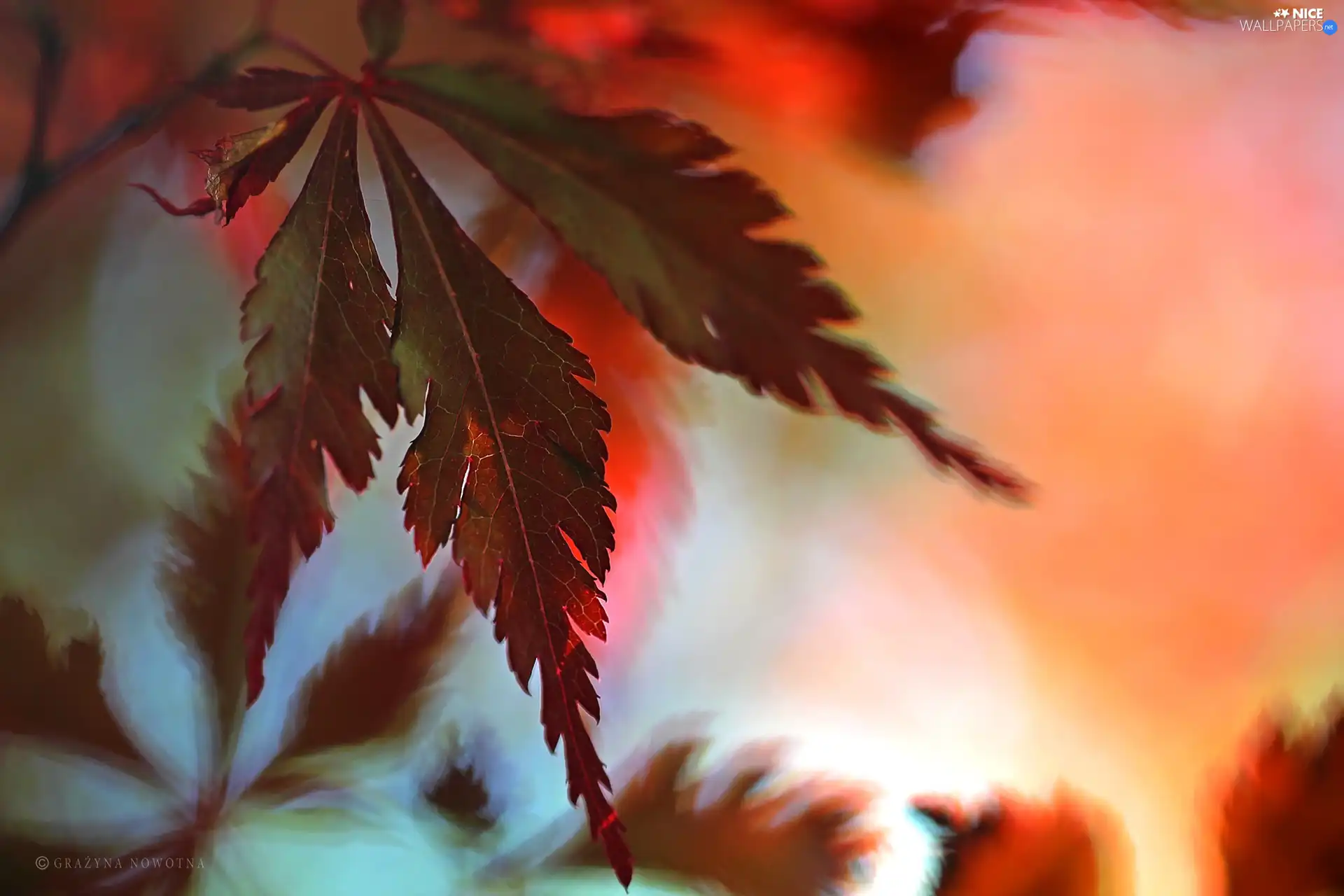 Leaf, Maple Palm, Red