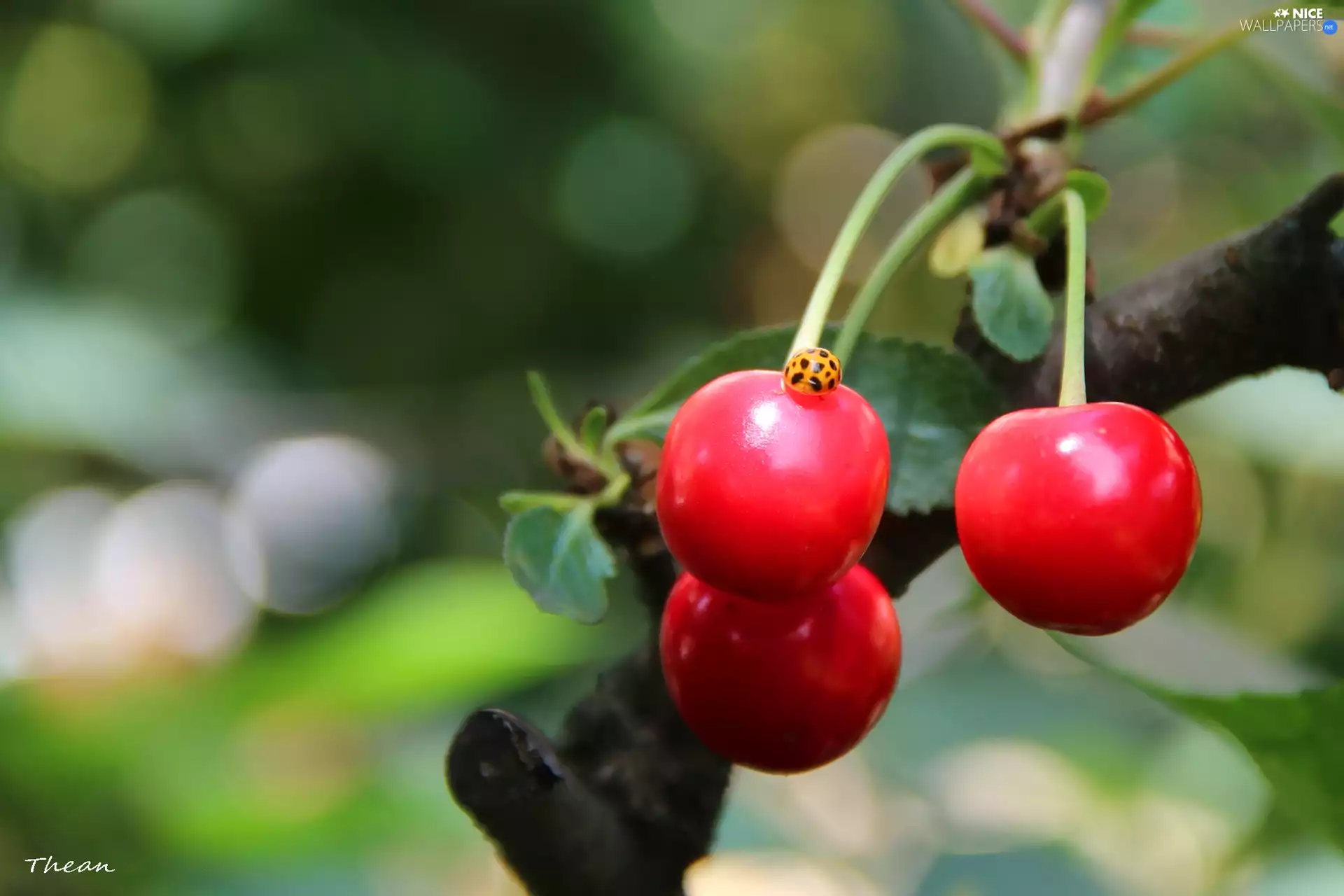 maturing, cherries, ladybird, Red